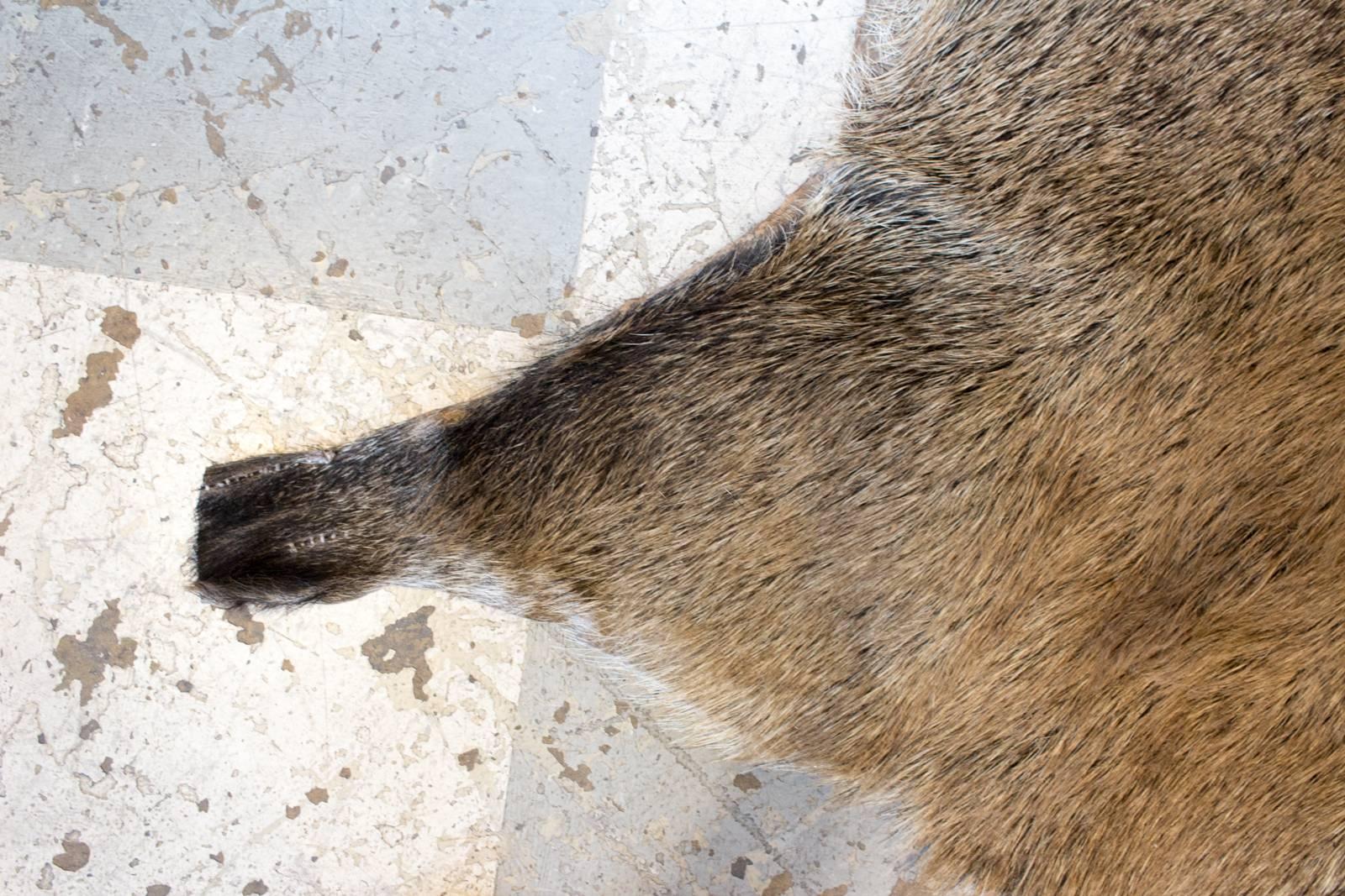 French Vintage European Wild Boar Skin Found in France