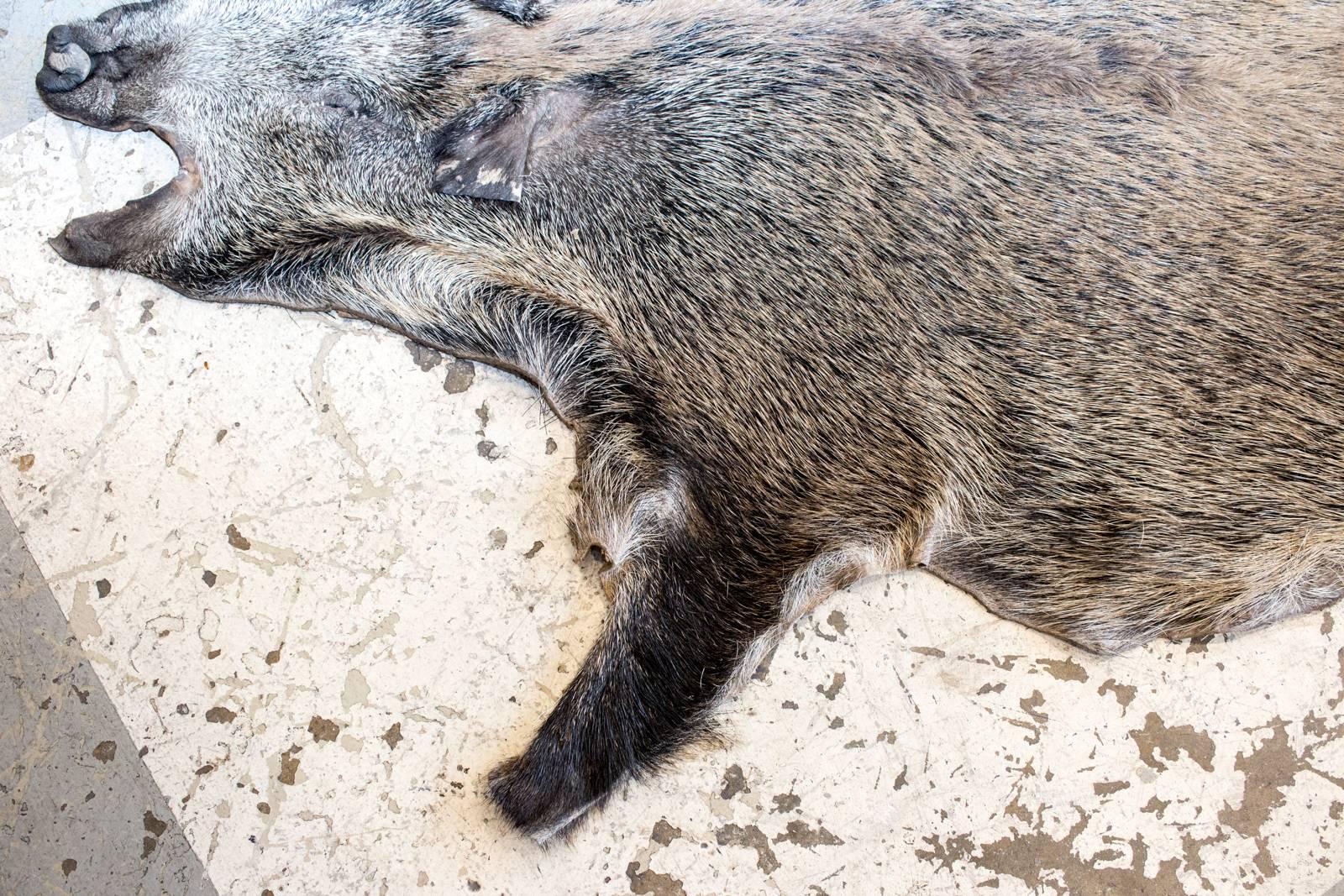 Vintage European Wild Boar Skin Found in France In Good Condition In Houston, TX