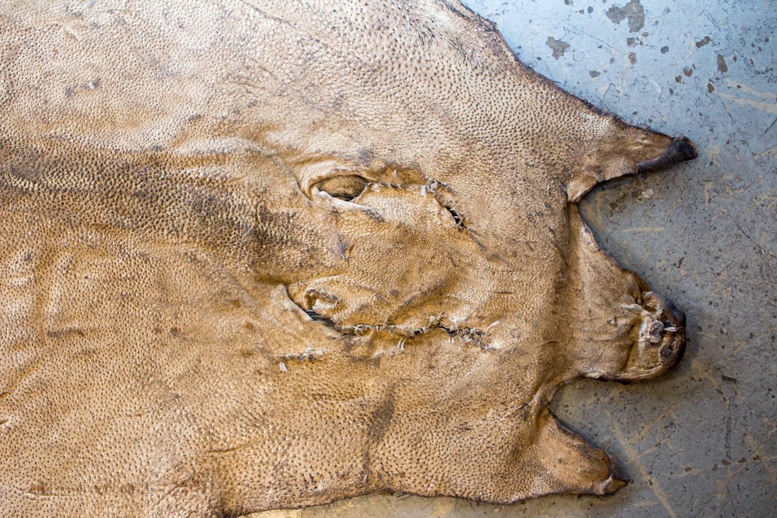Vintage European Wild Boar Skin Found in France 1