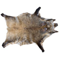 Vintage European Wild Boar Skin Found in France