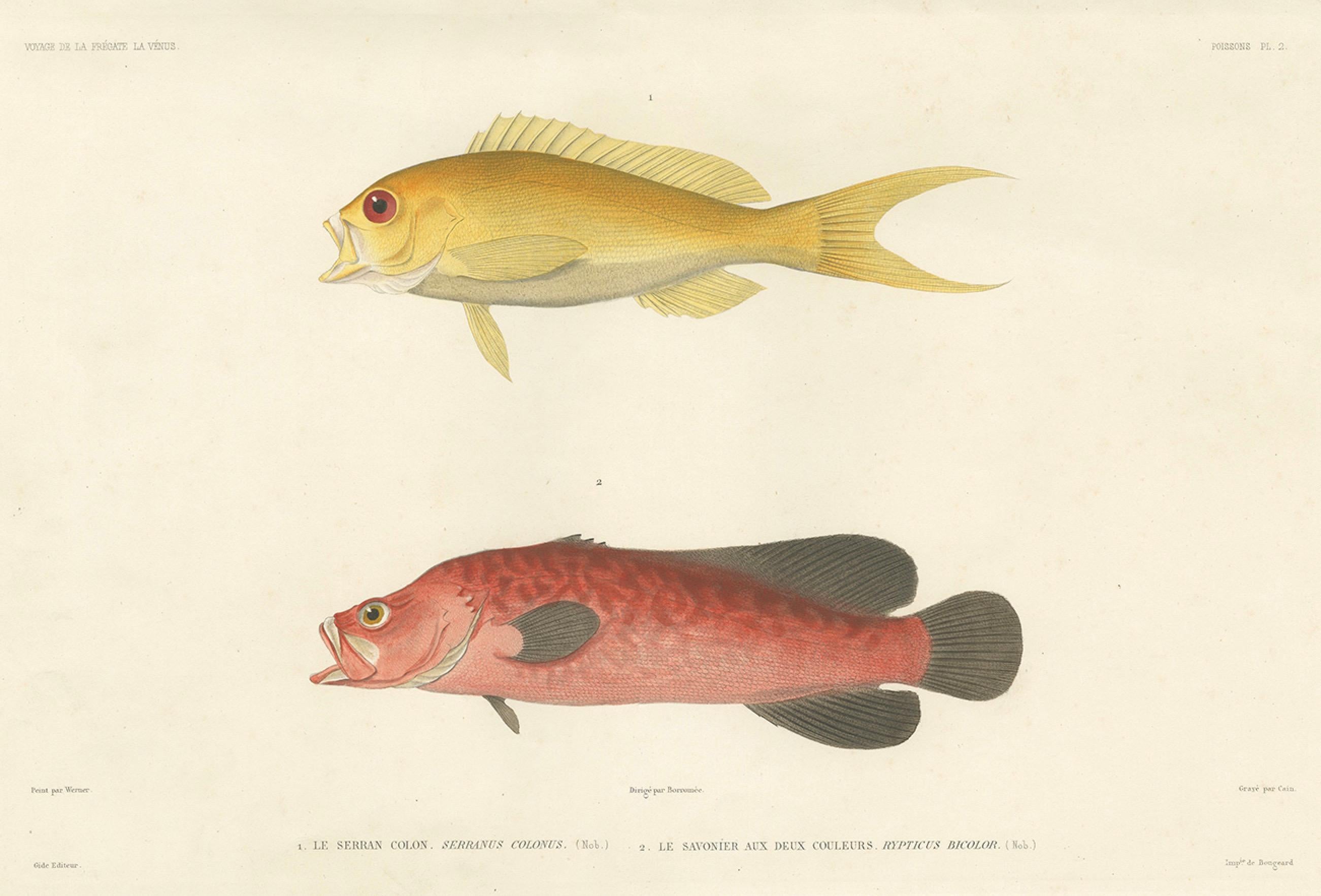 Vintage By Fisch Illustration - Seebarsch und Seifenfisch, Paris 1846 (Französisch) im Angebot
