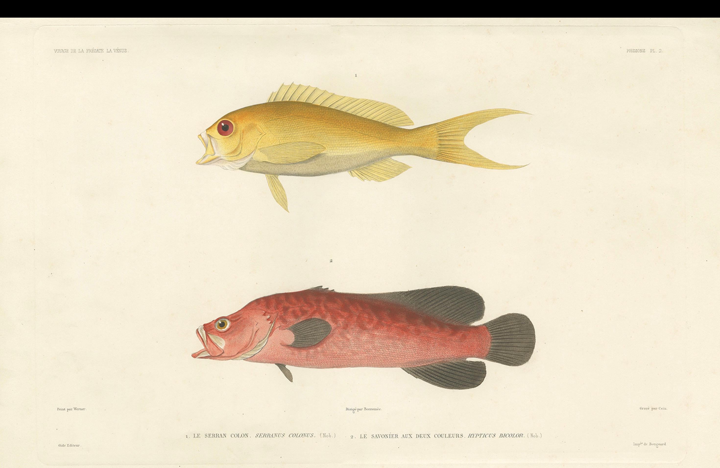 Vintage By Fisch Illustration - Seebarsch und Seifenfisch, Paris 1846 im Zustand „Gut“ im Angebot in Langweer, NL