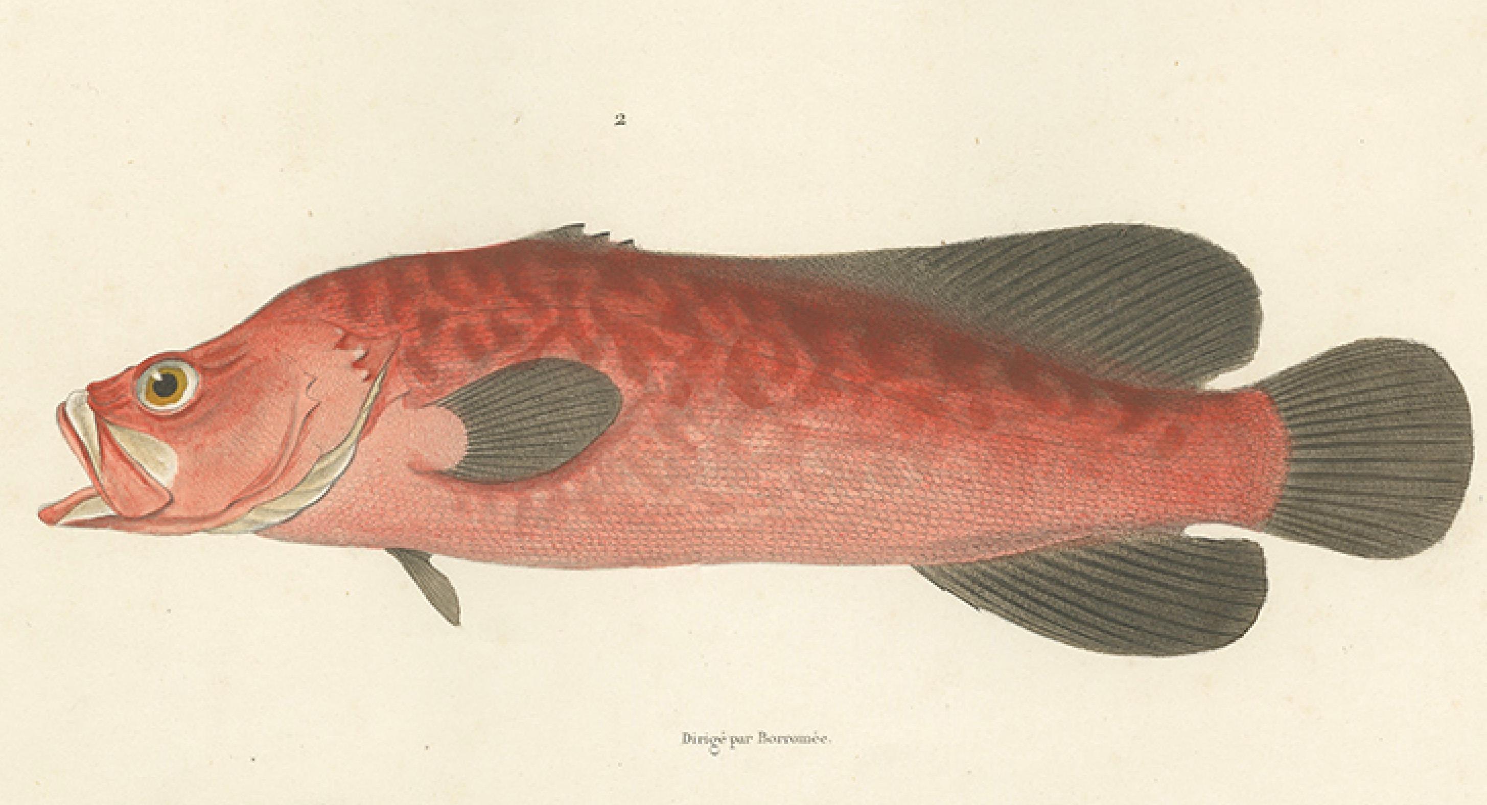 Vintage By Fisch Illustration - Seebarsch und Seifenfisch, Paris 1846 (19. Jahrhundert) im Angebot