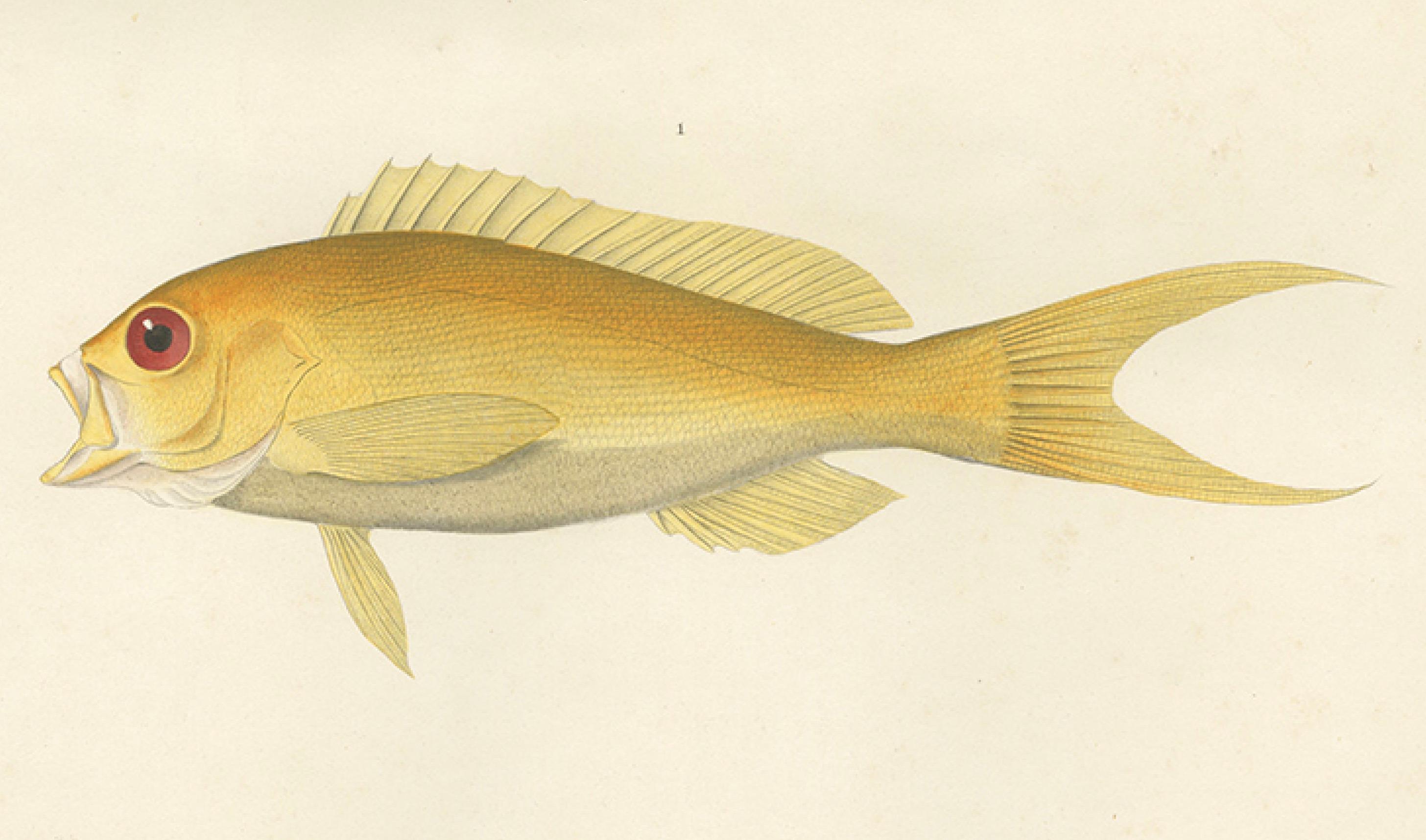 Vintage By Fisch Illustration - Seebarsch und Seifenfisch, Paris 1846 (Papier) im Angebot