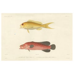Illustrazione di pesci d'epoca - Spigola e pesce sapone screziato, Parigi 1846