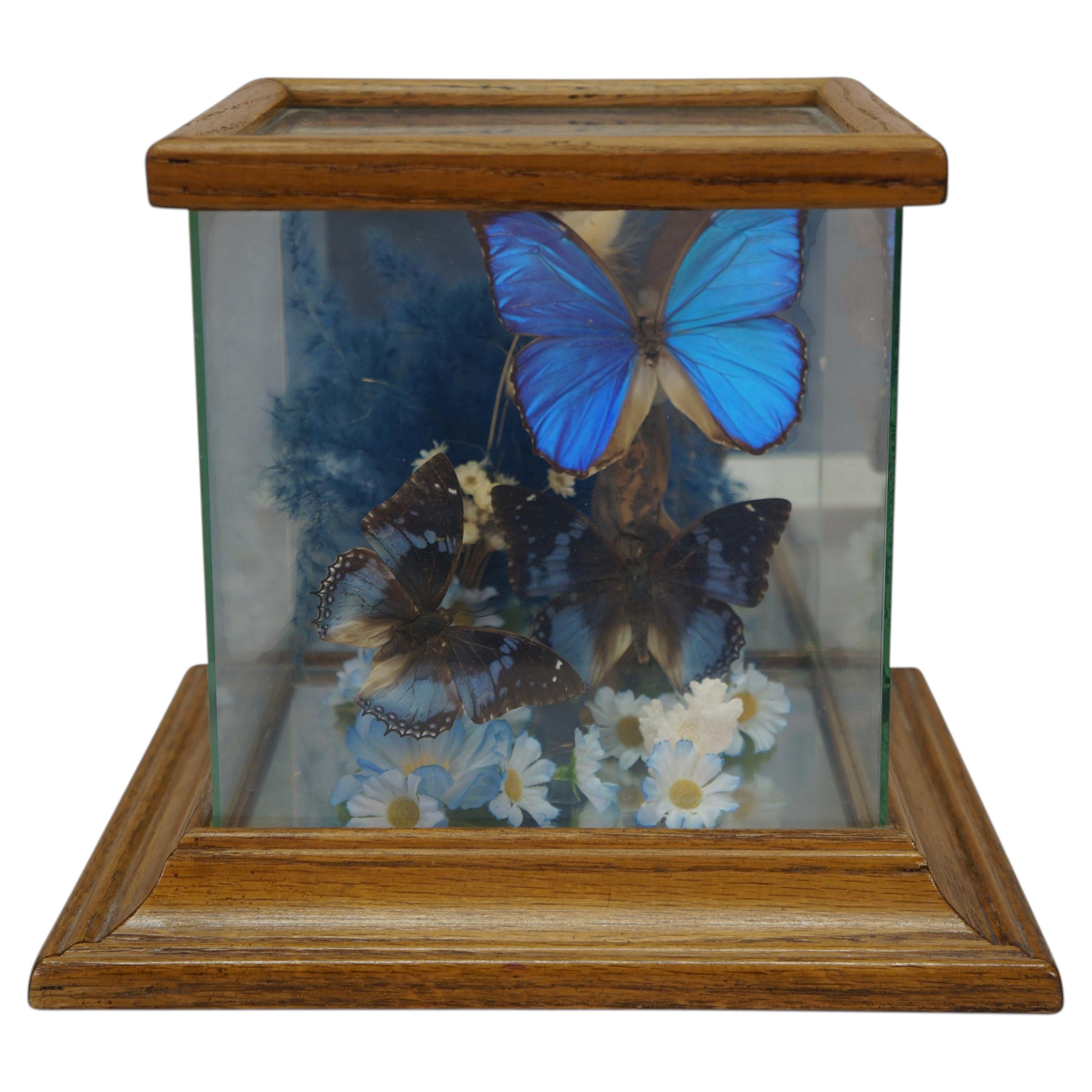 Vintage Butterfly Taxidermy - 11 For Sale on 1stDibs | butterfly