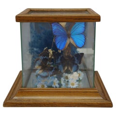 Vintage Floral Butterfly Taxidermy Apothecary Shadow Box Display Case Specimen