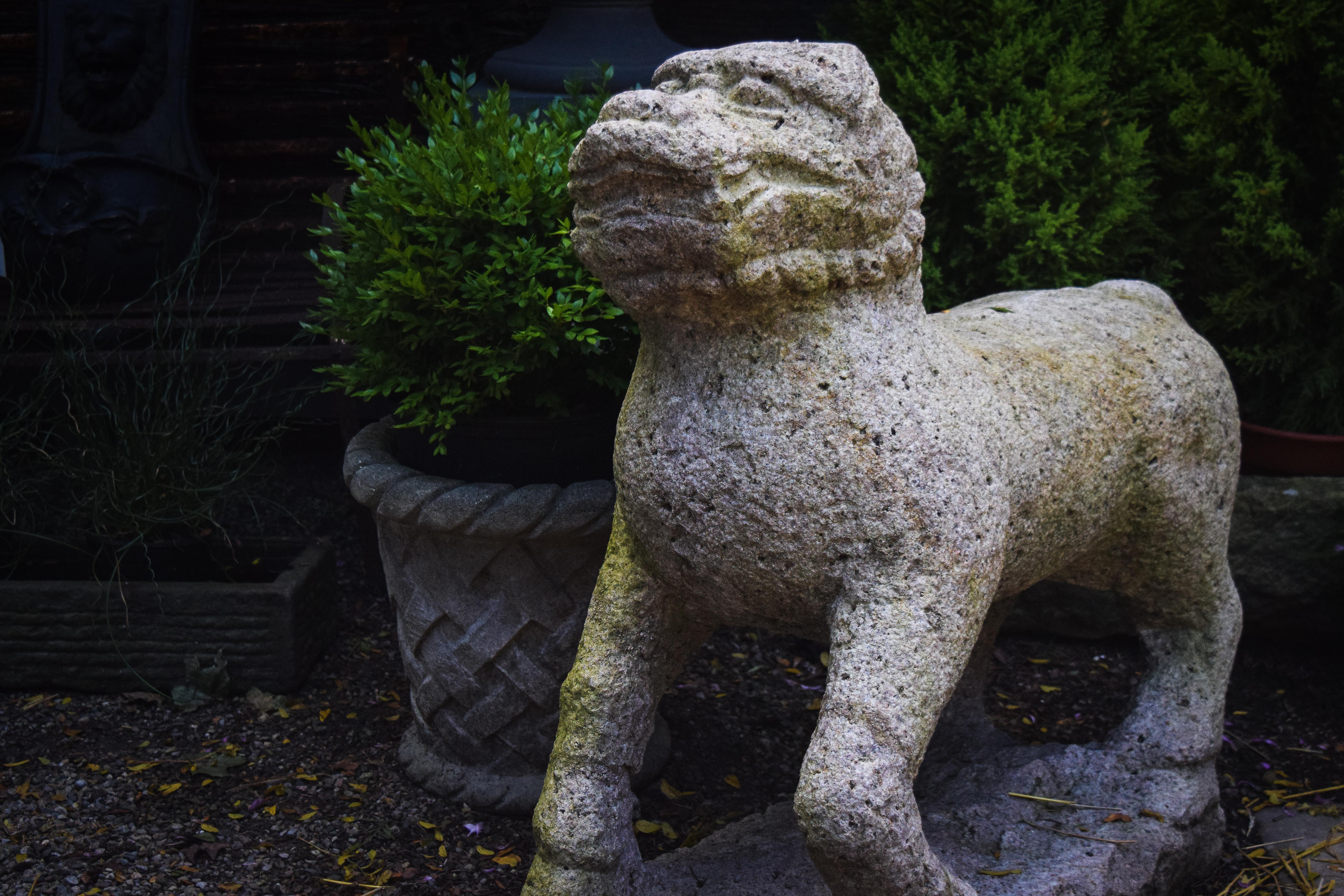 Known in English as lion dogs or foo dog, these guardian statues originate from Chinese Buddhism. These stone lions known as shishi are a highly stylized creature meant to protect the building from harmful spirits. This vintage garden lion is a rare