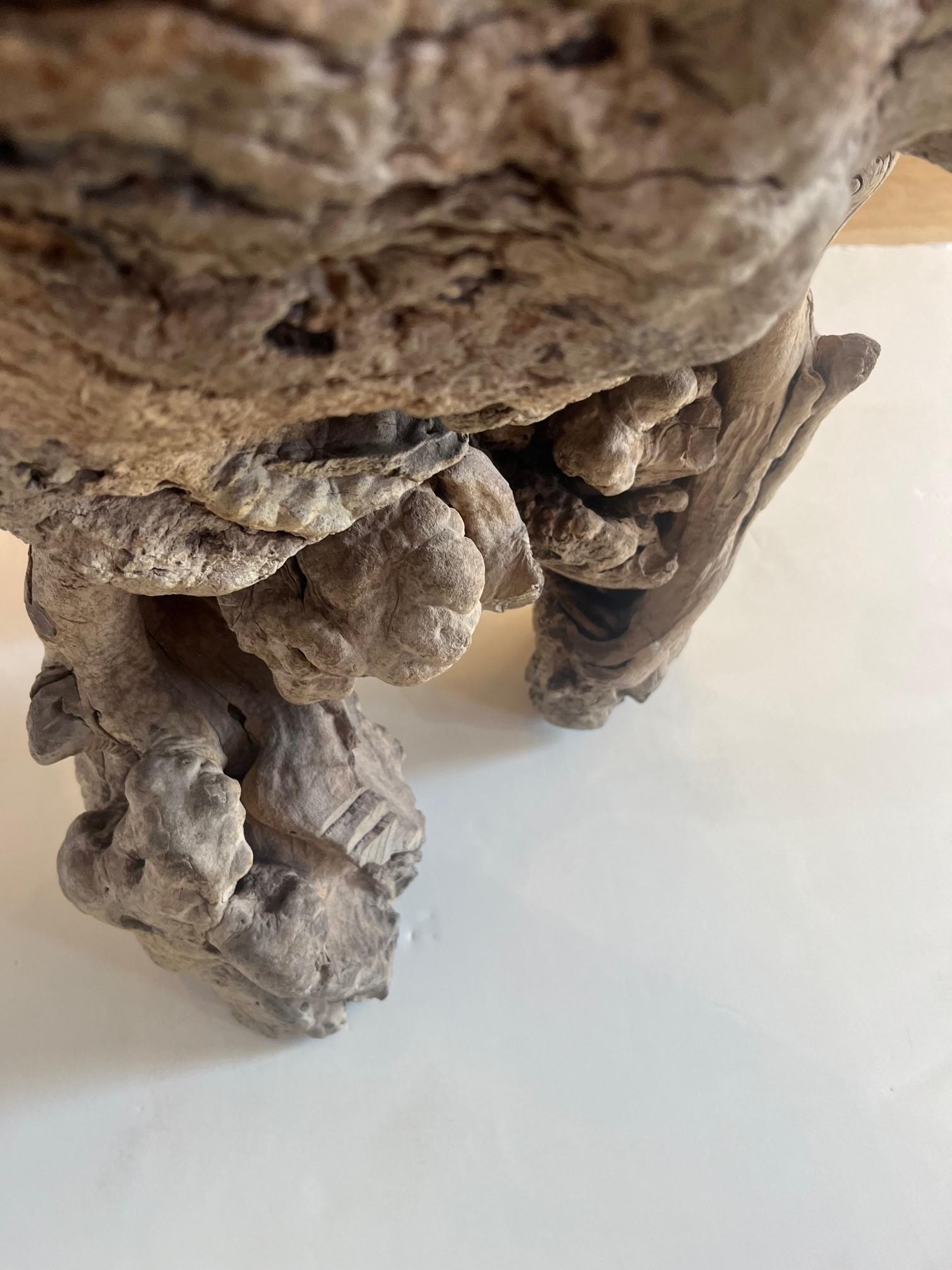 Driftwood Vintage Fossilized Wooden Pedestal, Side Table For Sale