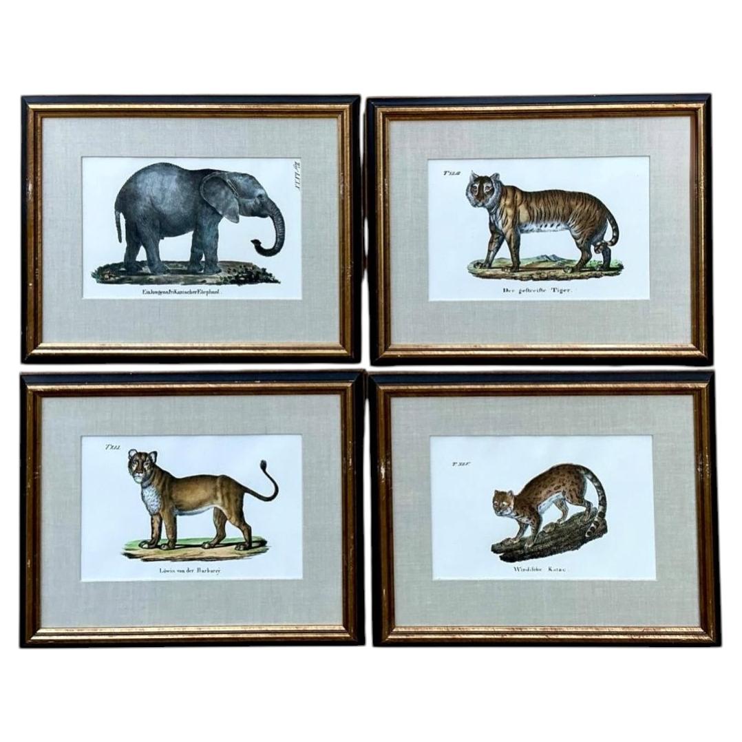 Vintage Framed Animal Illustrations - Set of 4