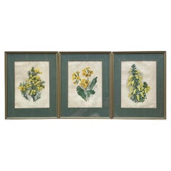 Vintage Framed Botanical Floral Illustrations - Set of 3