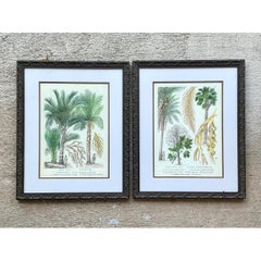 Vintage Framed Botanical Palm Illustrations - Set of 2