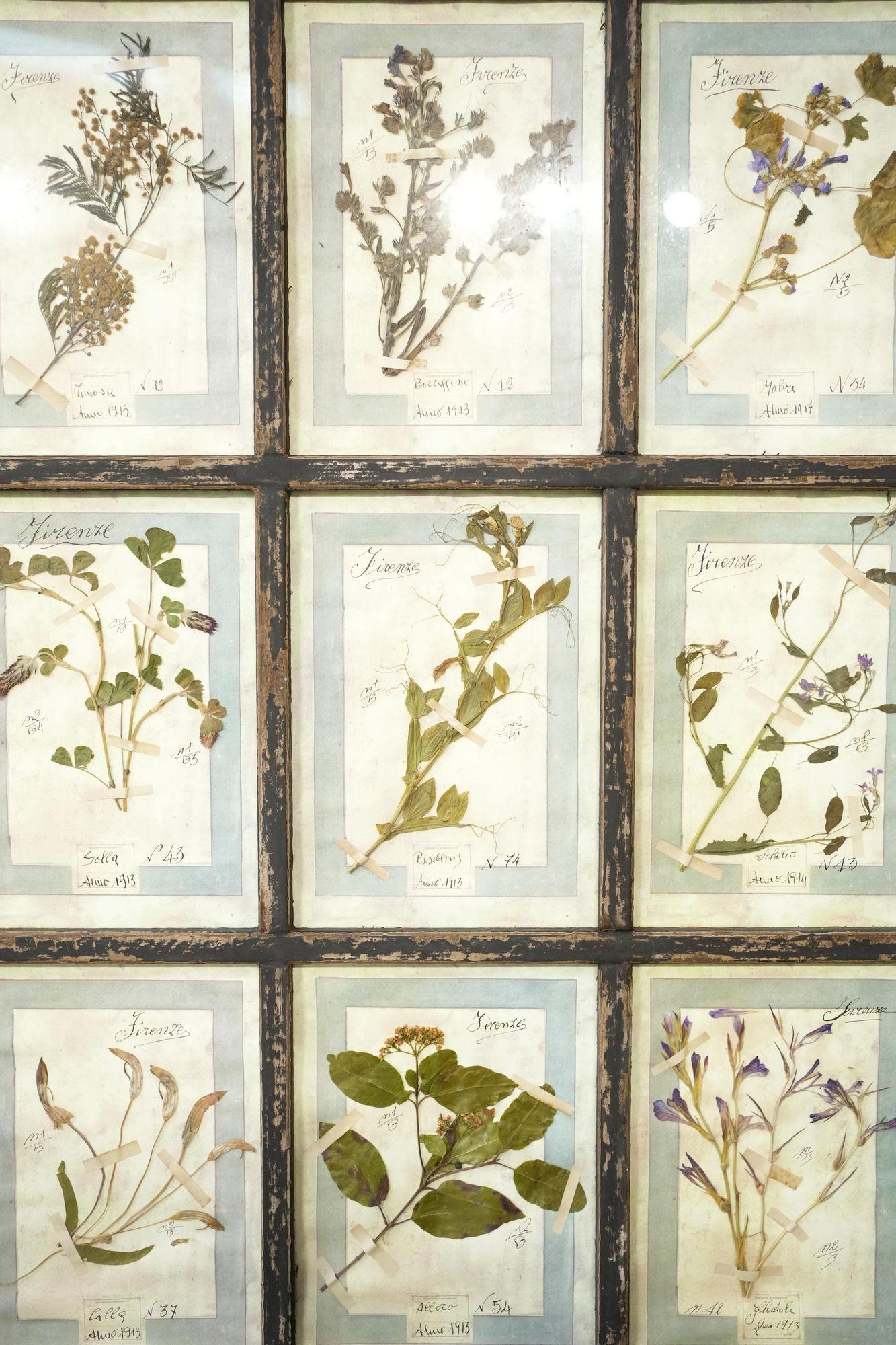 This is a stunning framed collection of herbariums. The pressed flowers are well preserved and make this hugely decorative frame. The frame is recently made and has a great created patina that suits the style of the herbariums perfectly. Large size