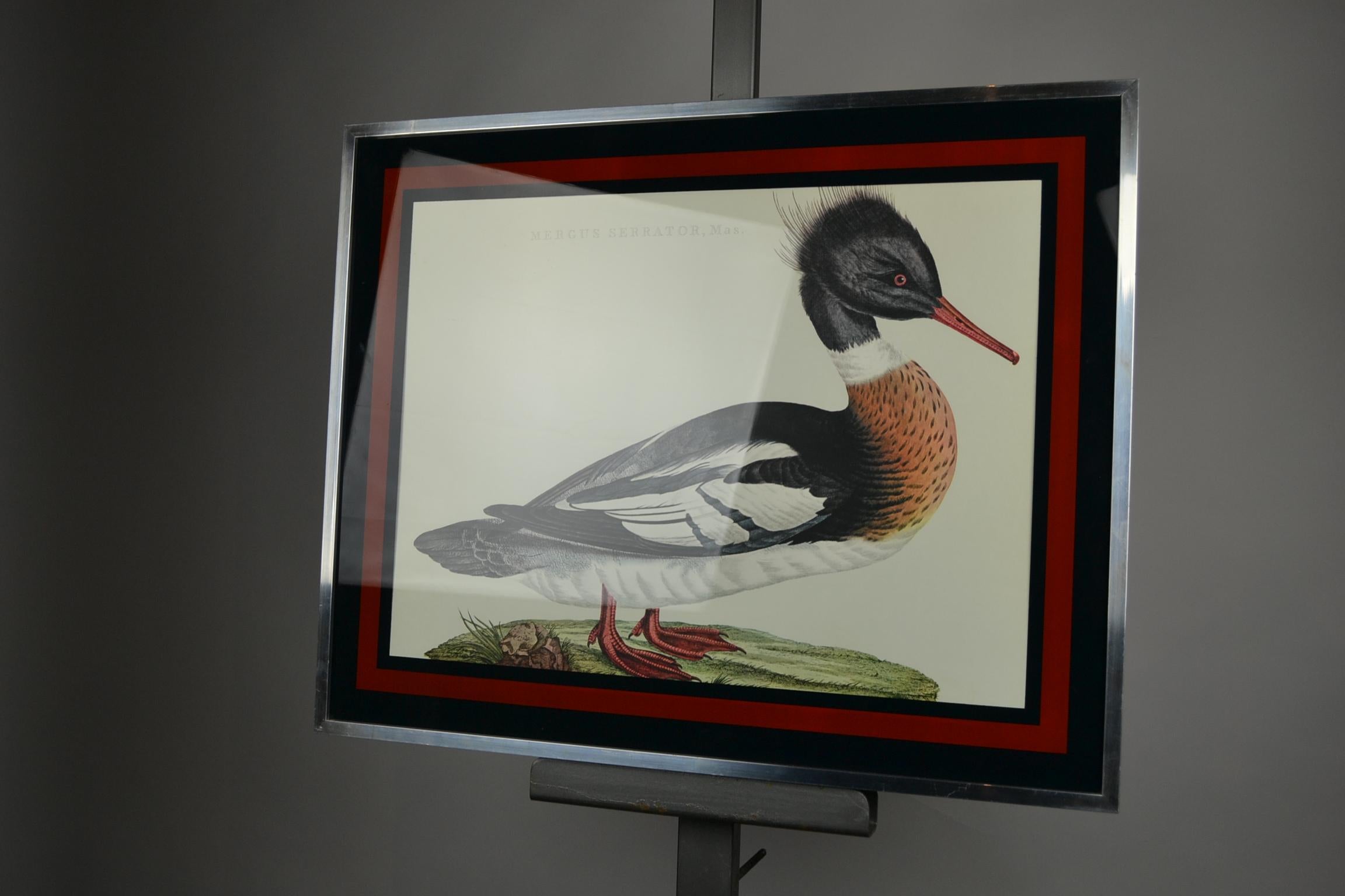 Duck Print Mergus Serrator, Mid-20th Century, aluminium with glass framed  3