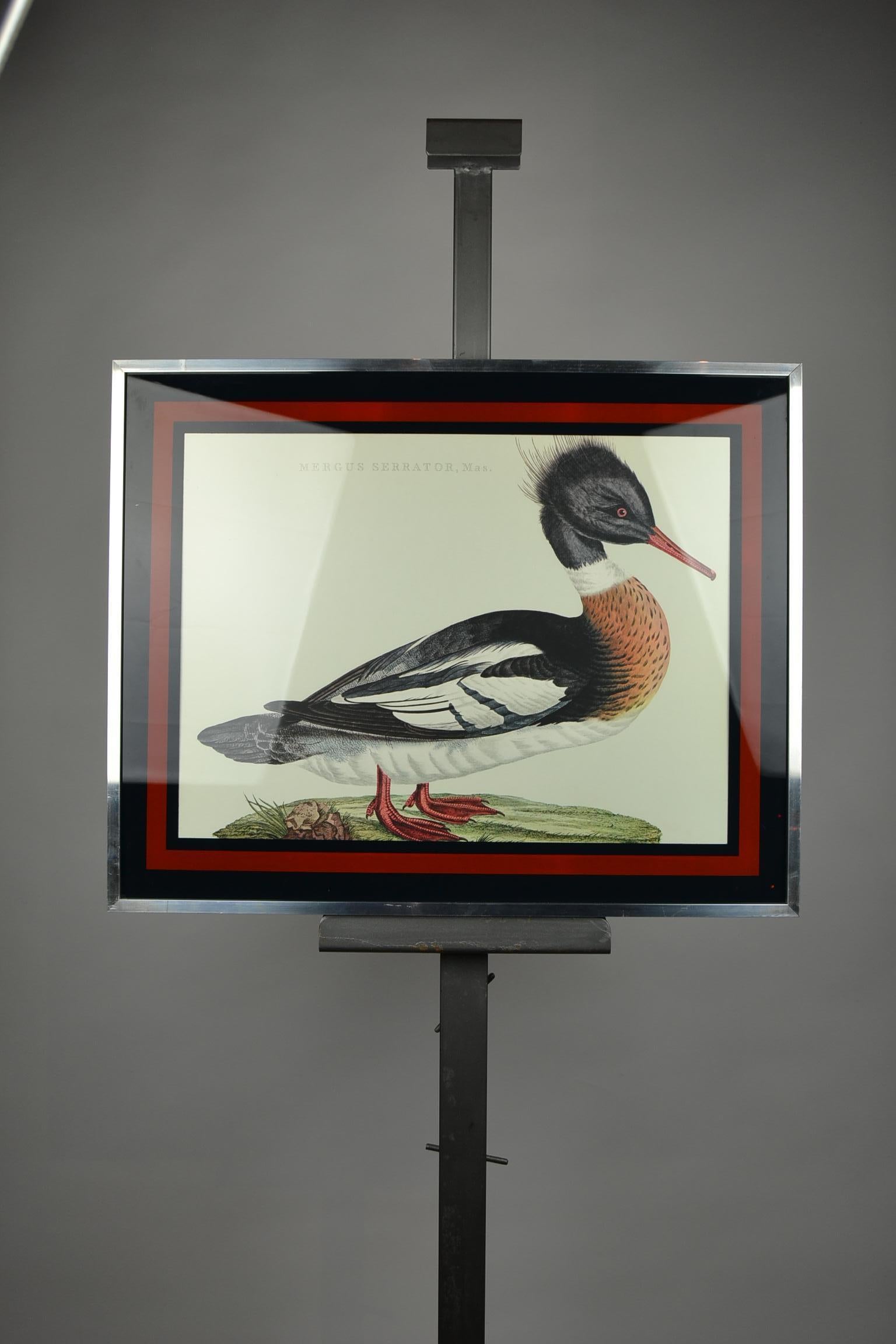 Duck Print Mergus Serrator, Mid-20th Century, aluminium with glass framed  4