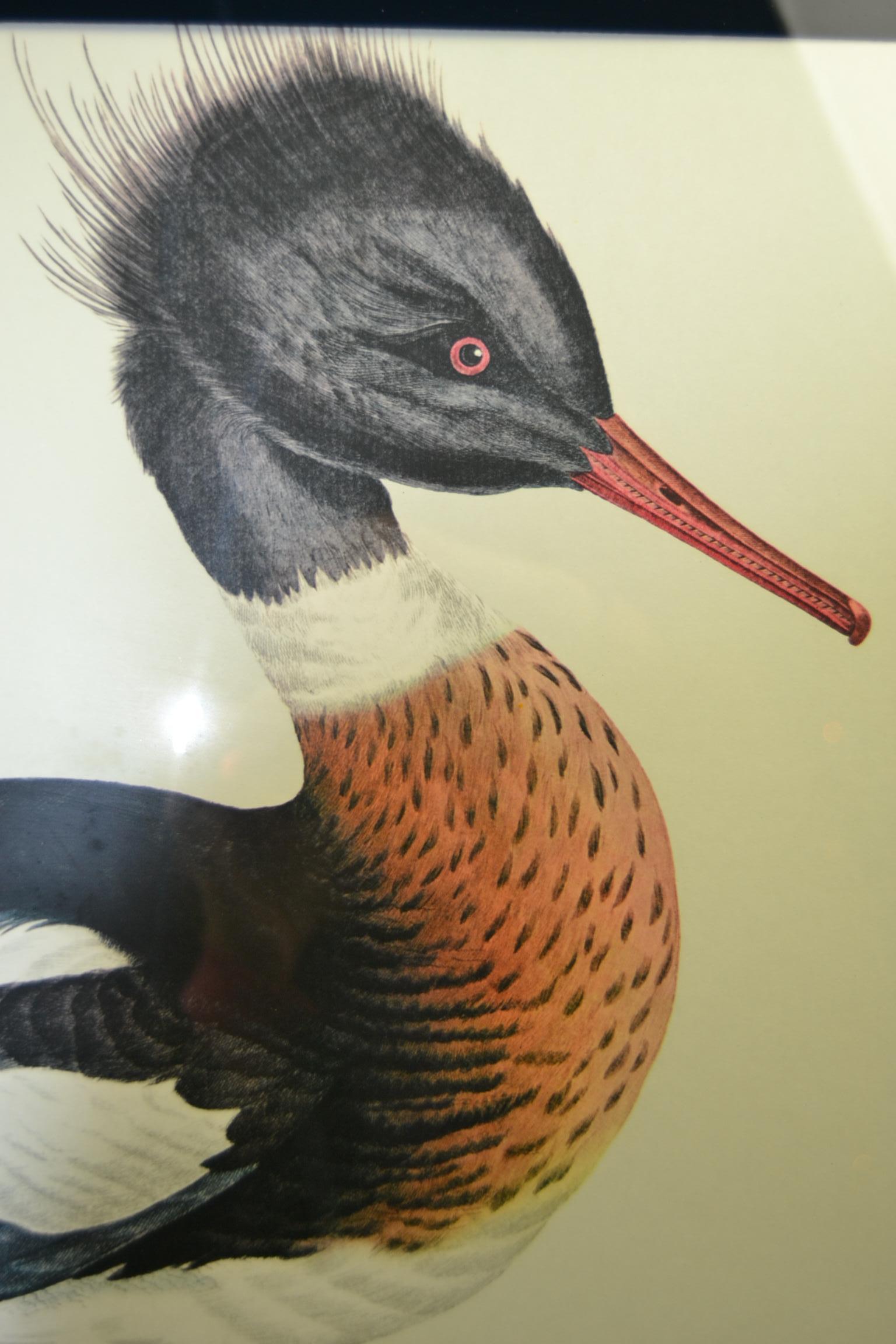 Stampa d'arte con cornice in alluminio del Mergus Serrator Mas, noto anche come Merganser dal petto rosso, Anatra tuffatrice o Zampa di sega. Con bellissimi colori intensi, rosso, marrone, nero e verde. 
Questa stampa è inserita in una solida