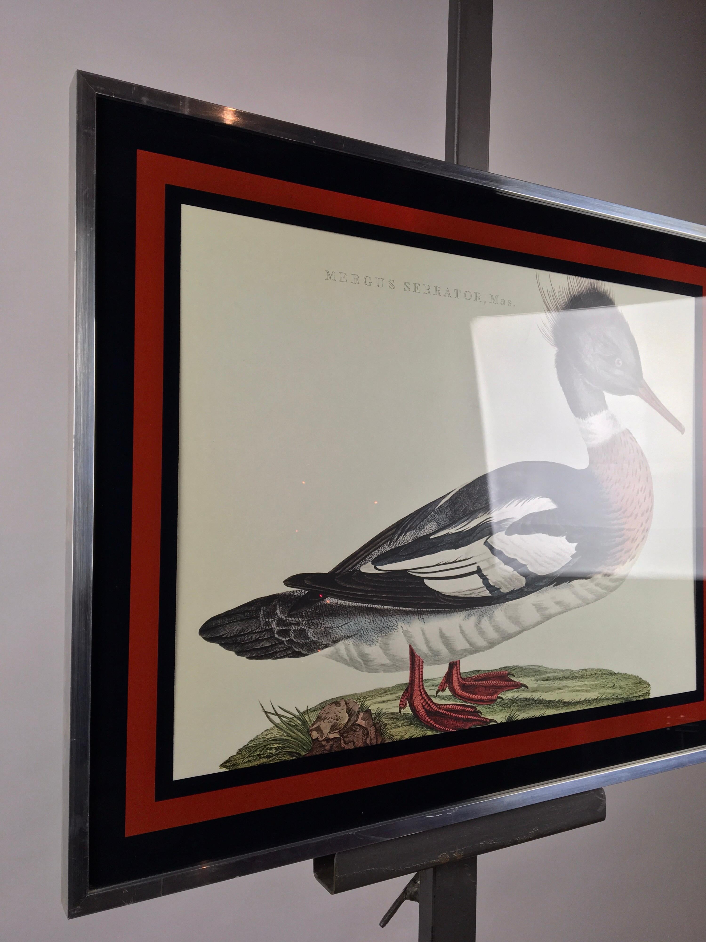 Metal Duck Print Mergus Serrator, Mid-20th Century, aluminium with glass framed 