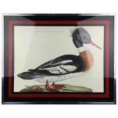 Duck Print Mergus Serrator, Mid-20th Century, aluminium with glass framed 