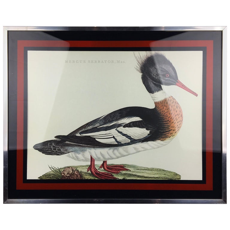 Vintage Framed Duck Print Mergus Serrator For Sale at 1stdibs