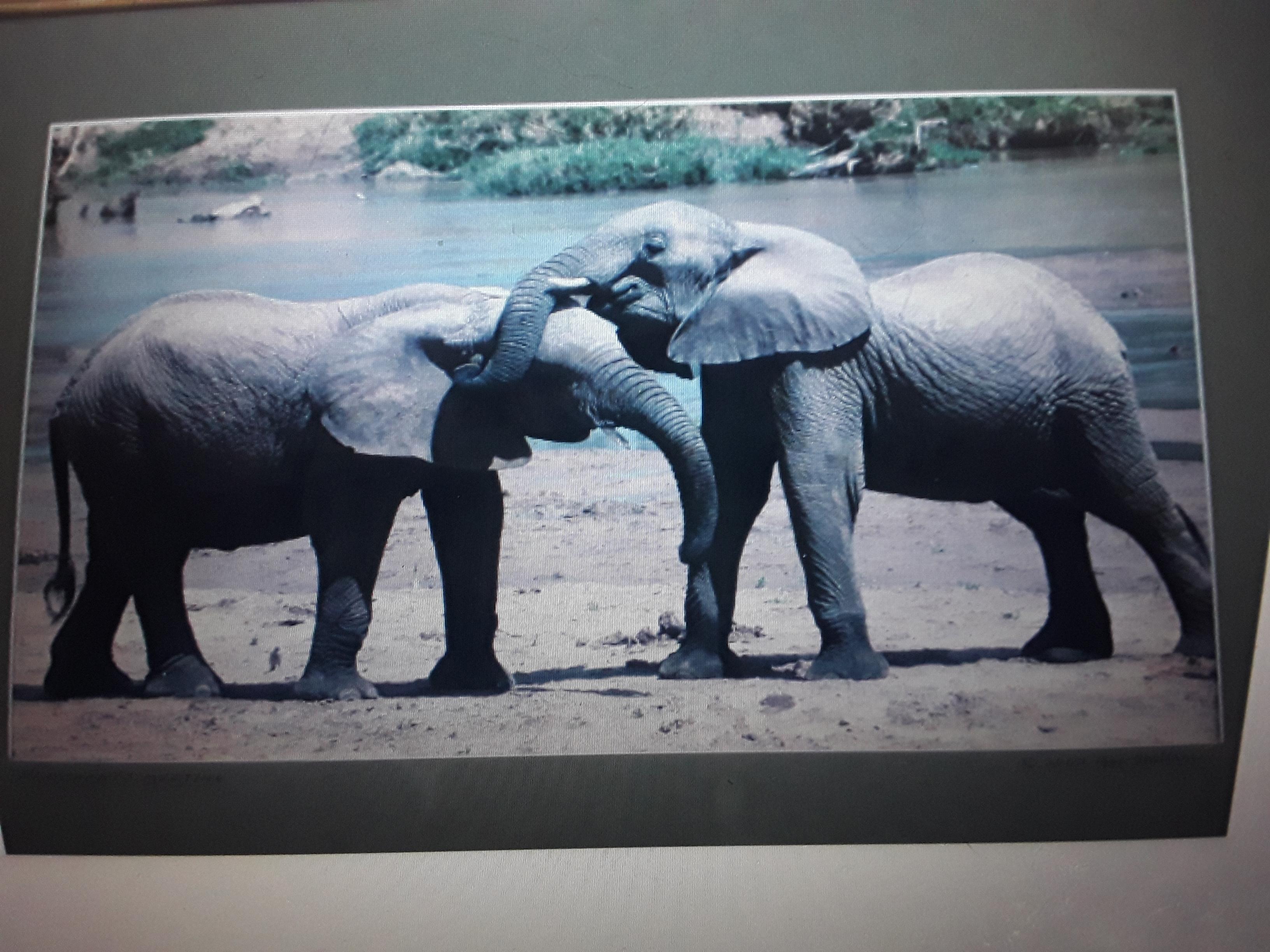 Gerahmte und matte große Vintage-Fotografie „The Elephants Meet“, signiert Bob Wallace, Vintage im Angebot 3