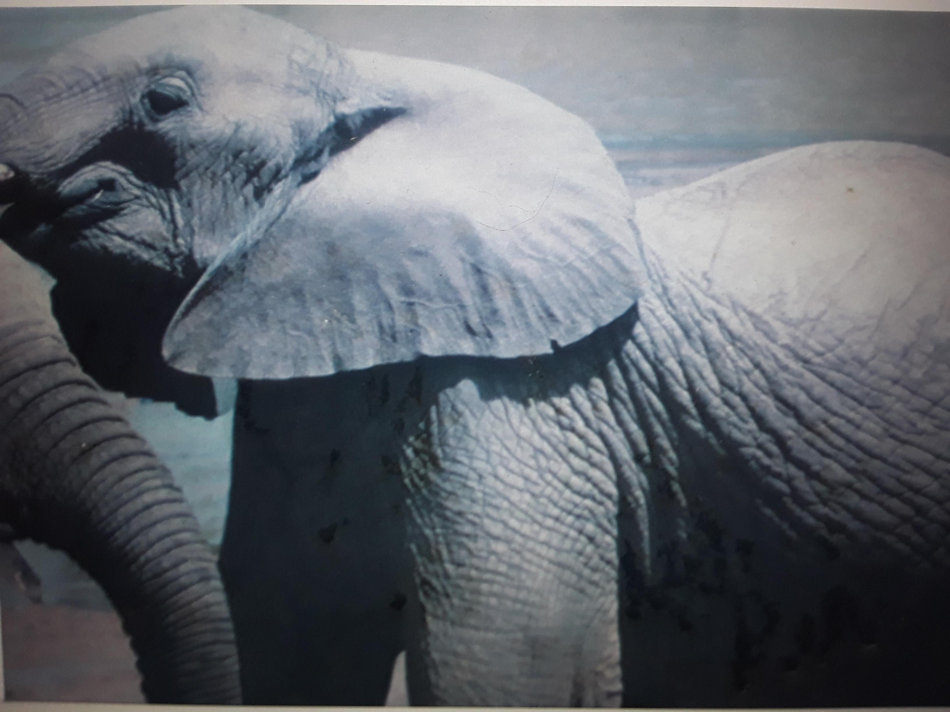 Gerahmte und matte große Vintage-Fotografie „The Elephants Meet“, signiert Bob Wallace, Vintage (21. Jahrhundert und zeitgenössisch) im Angebot