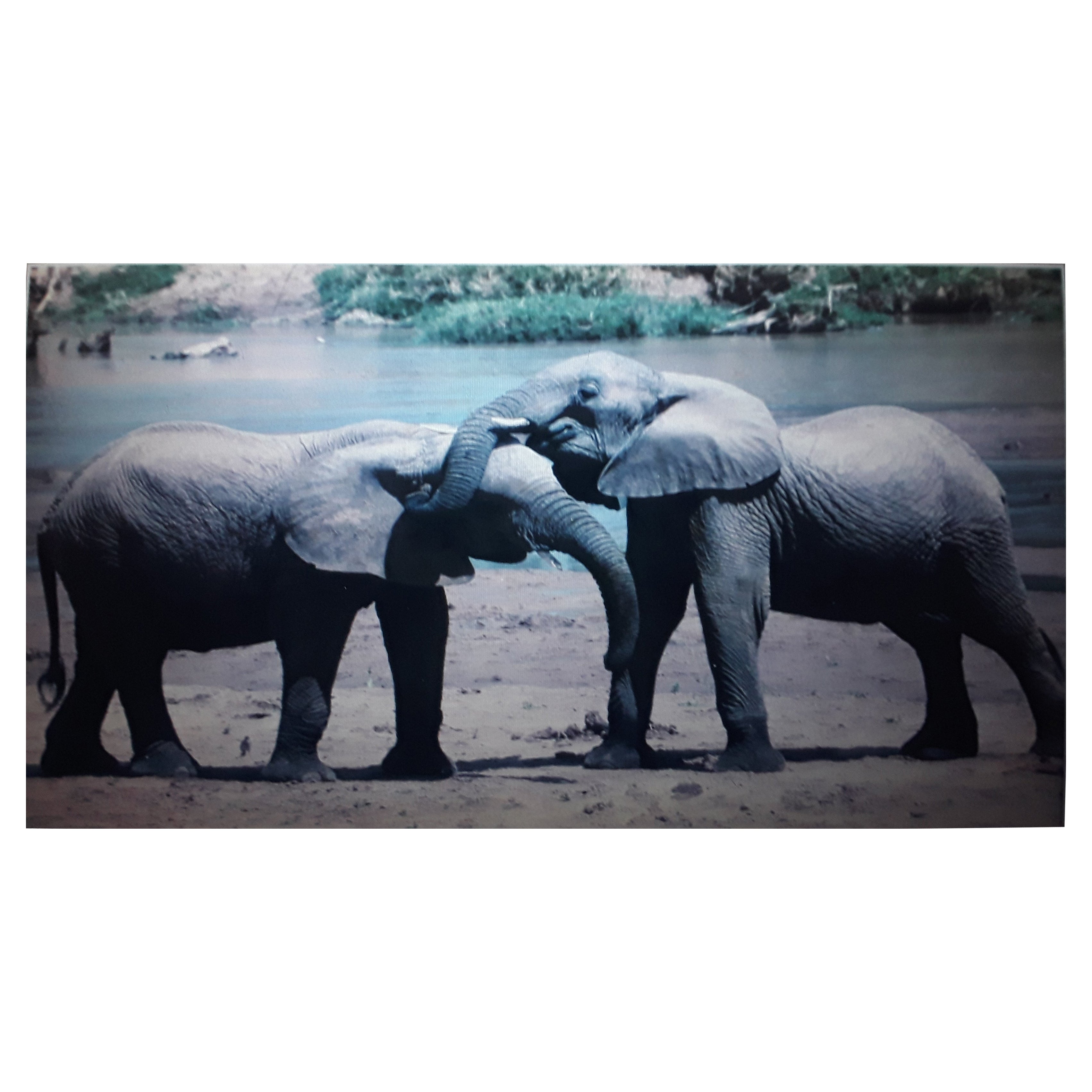 Fotografía grande vintage enmarcada y mate "Los elefantes se reúnen" firmada Bob Wallace