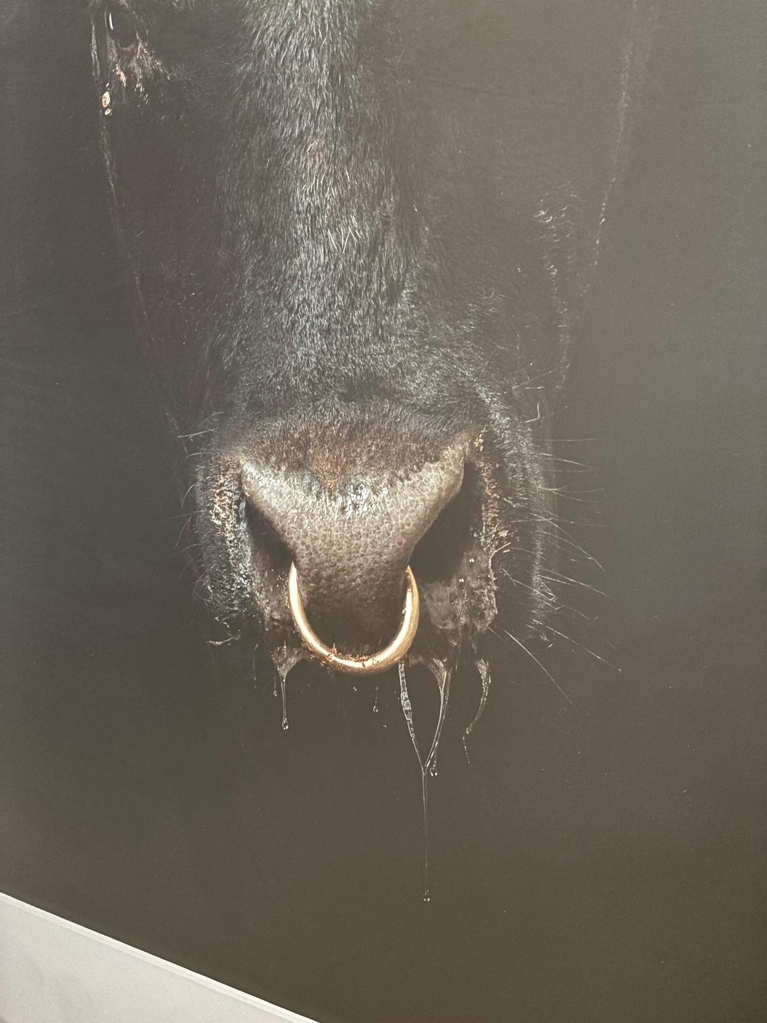 Ritratto d'epoca incorniciato di un giovane toro nero del fotografo Randel Ford in vendita 3