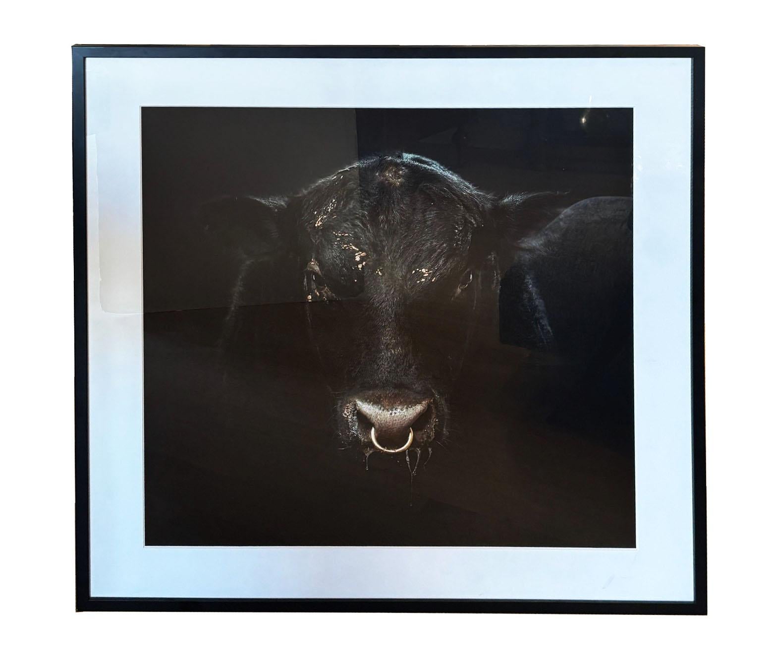 Ritratto d'epoca incorniciato di un giovane toro nero del fotografo Randel Ford in vendita 4