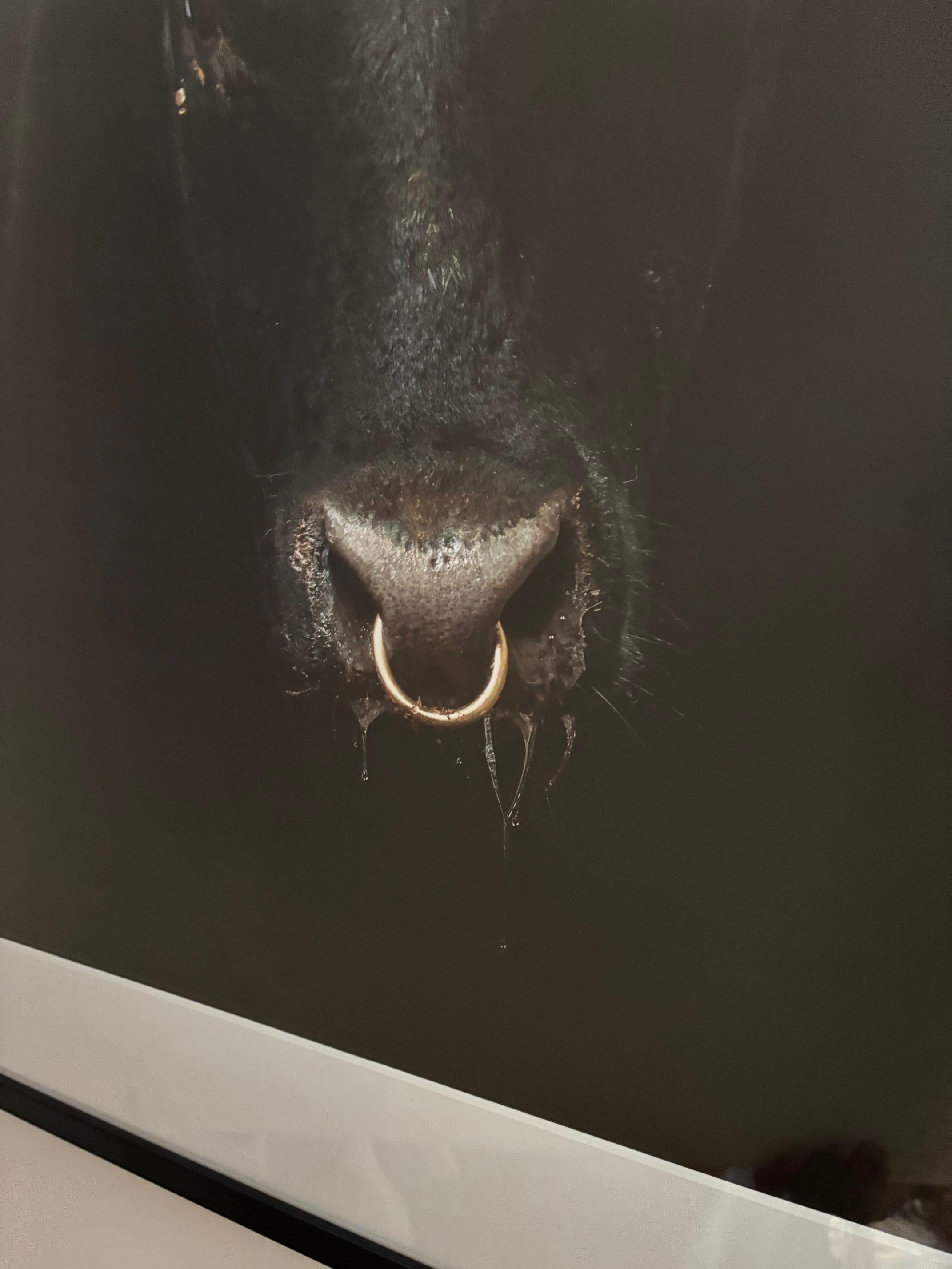 Ritratto d'epoca incorniciato di un giovane toro nero del fotografo Randel Ford In condizioni buone in vendita a Los Angeles, CA