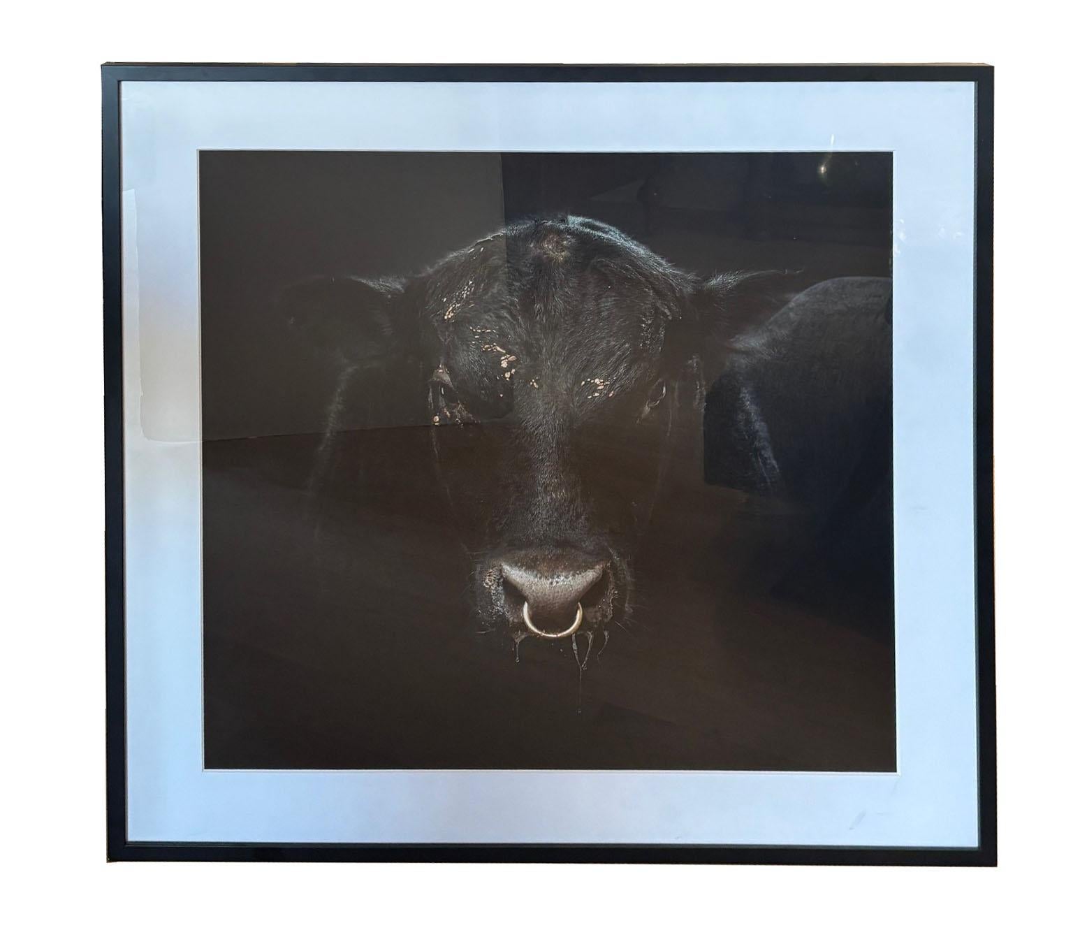 XXI secolo e contemporaneo Ritratto d'epoca incorniciato di un giovane toro nero del fotografo Randel Ford in vendita