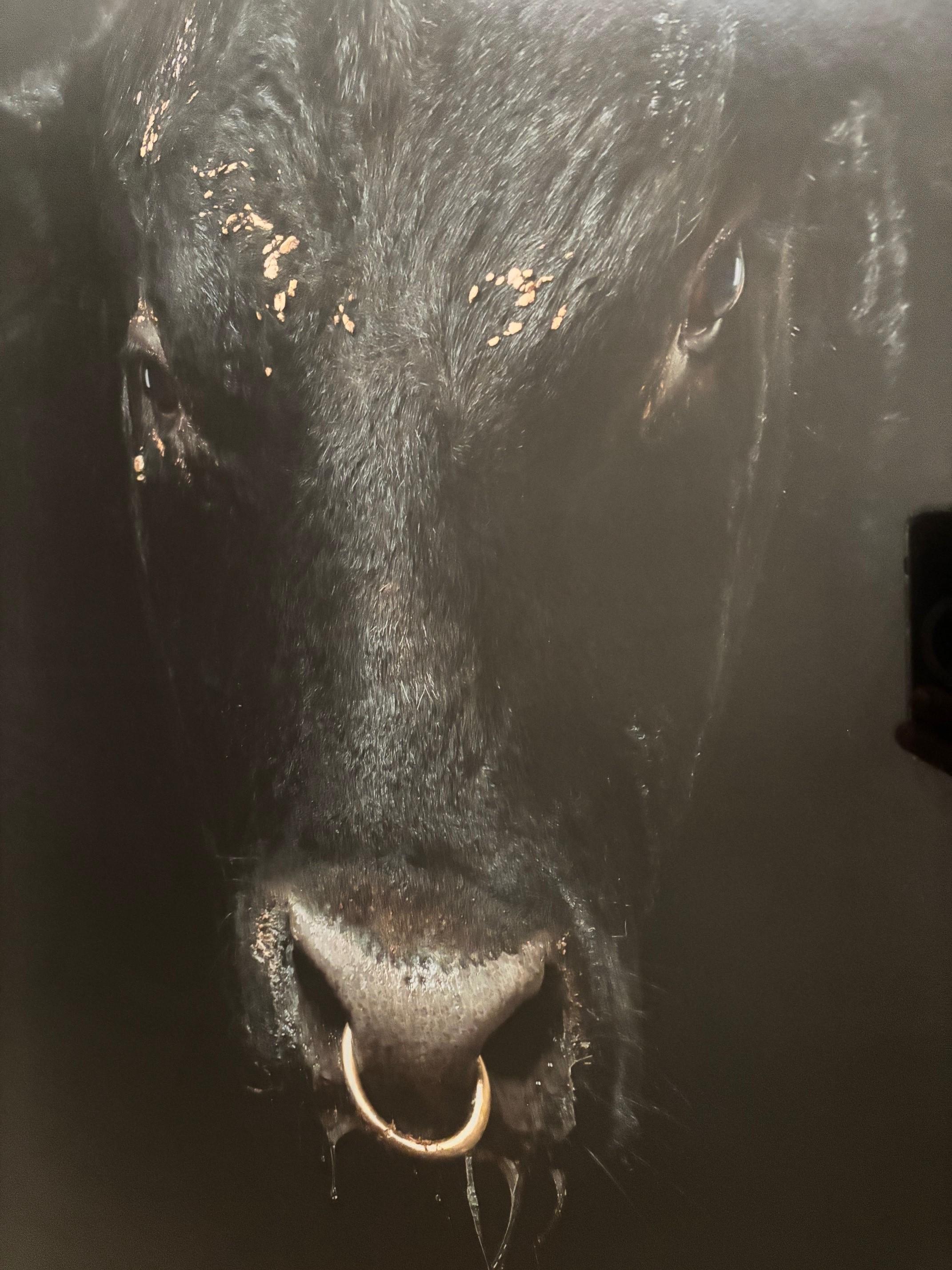Vetro Ritratto d'epoca incorniciato di un giovane toro nero del fotografo Randel Ford in vendita