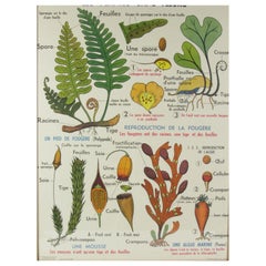 Vintage French Botanical Poster Les Plantes Sans Fluers