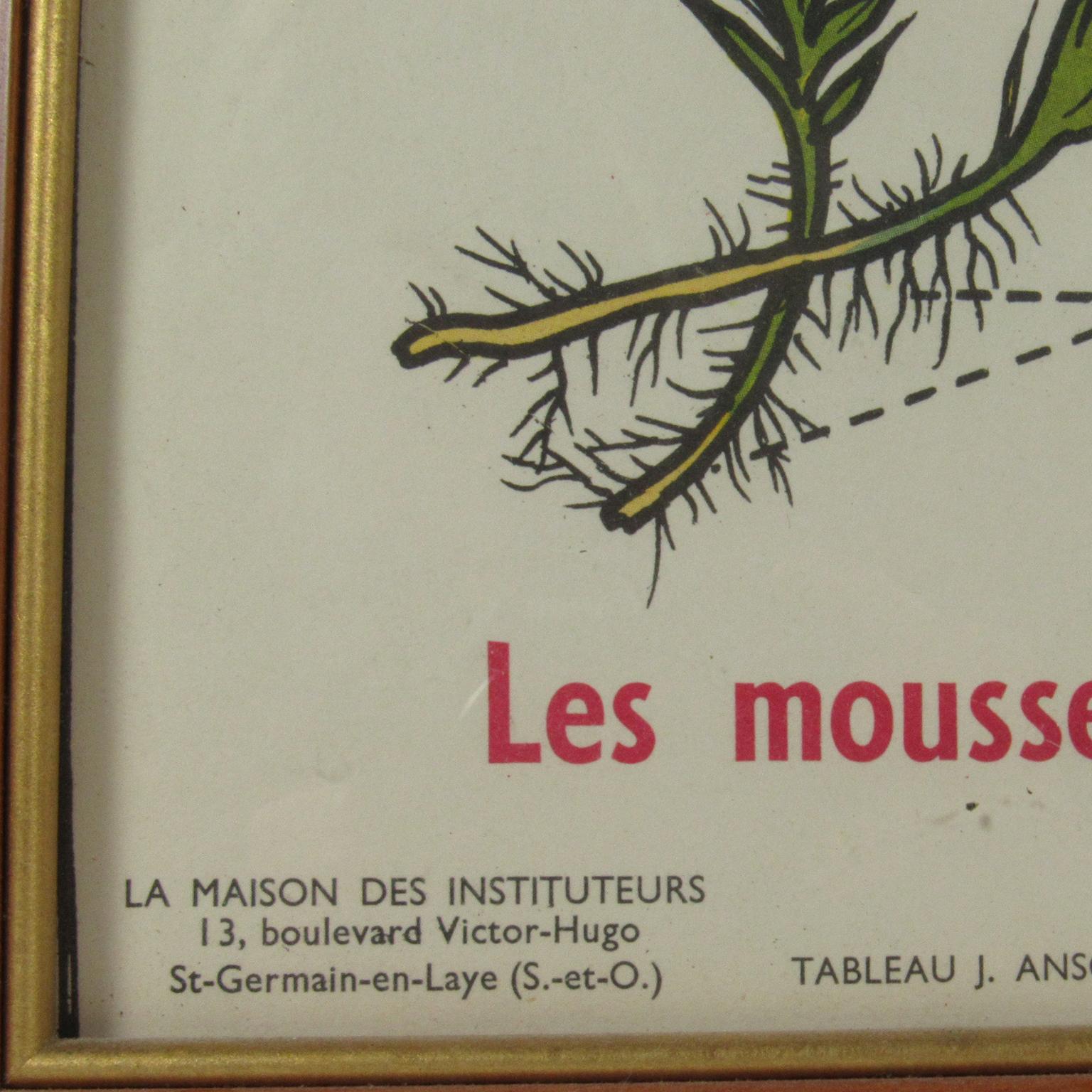 vintage botanical poster
