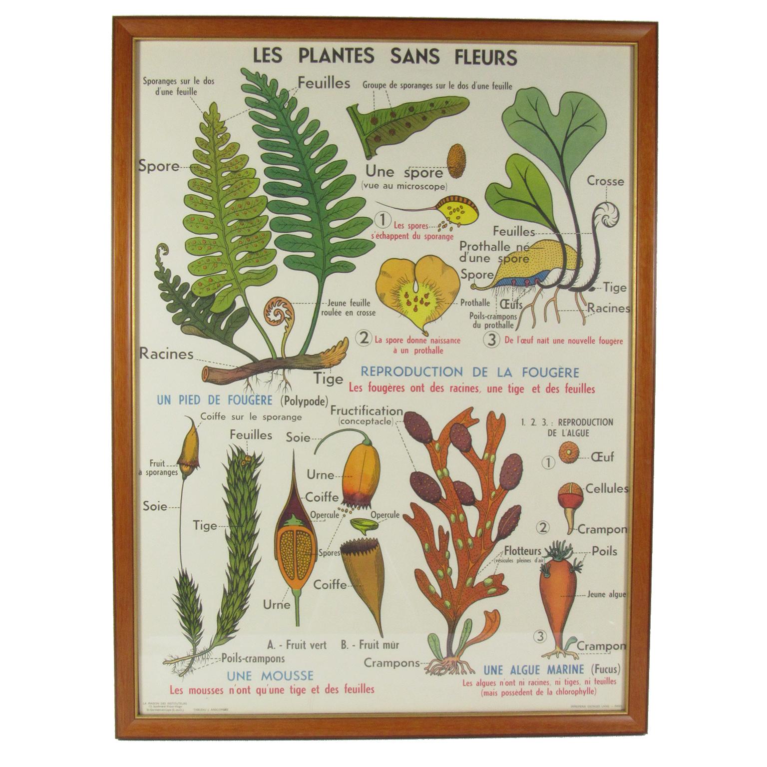 Vintage French Botanical Poster Les Plantes Sans Fluers For Sale