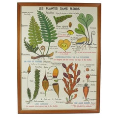 Retro French Botanical Poster Les Plantes Sans Fluers