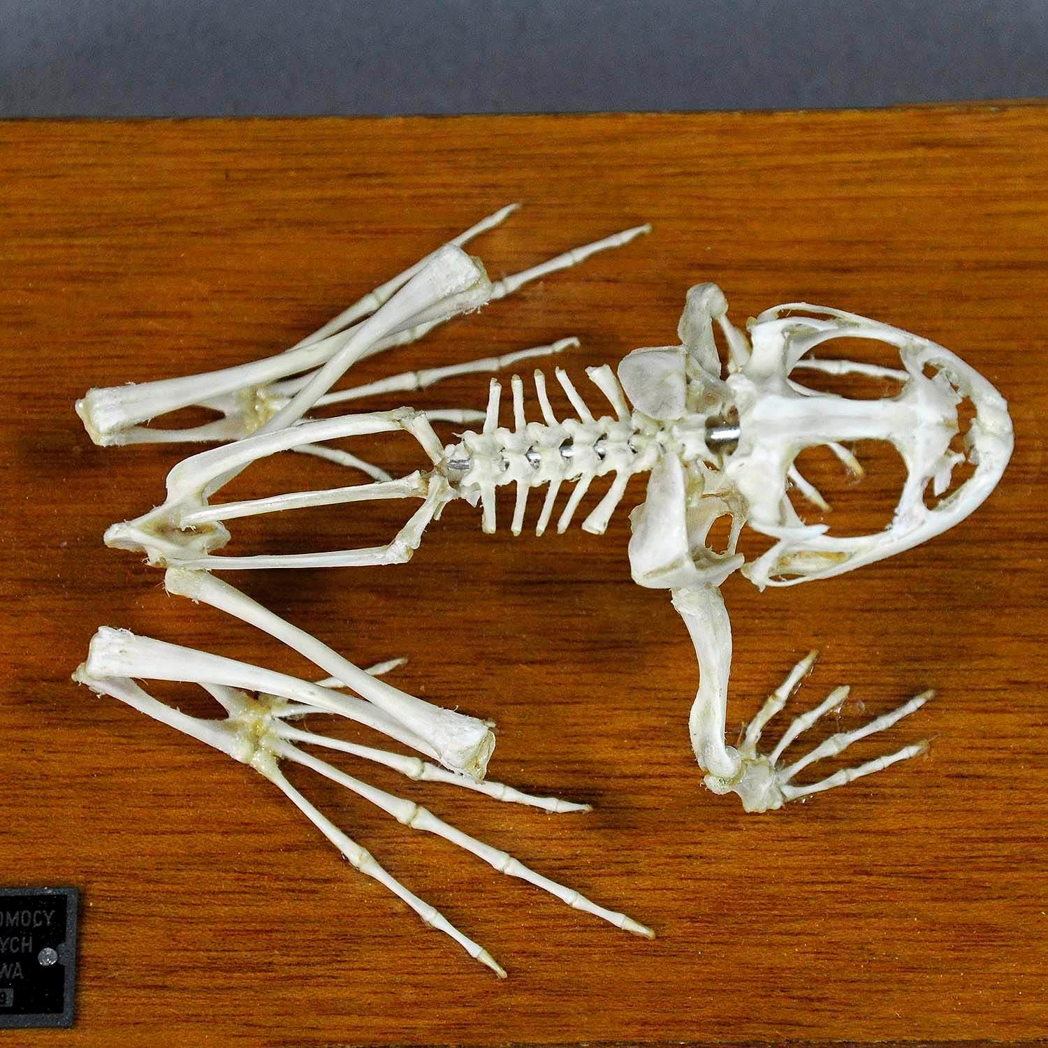 20th Century Vintage Frog Skeleton Model for Class, circa 1950