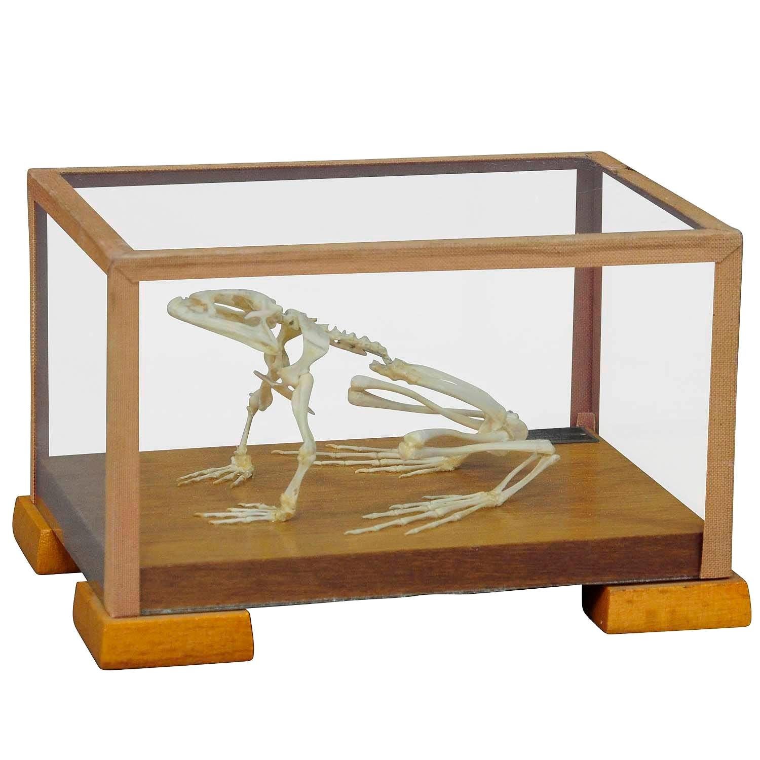 Vintage Frog Skeleton Model for Class, circa 1950