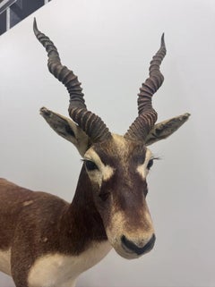 Vintage Full-Body Blackbuck Antelope Taxidermy Mount on Stand