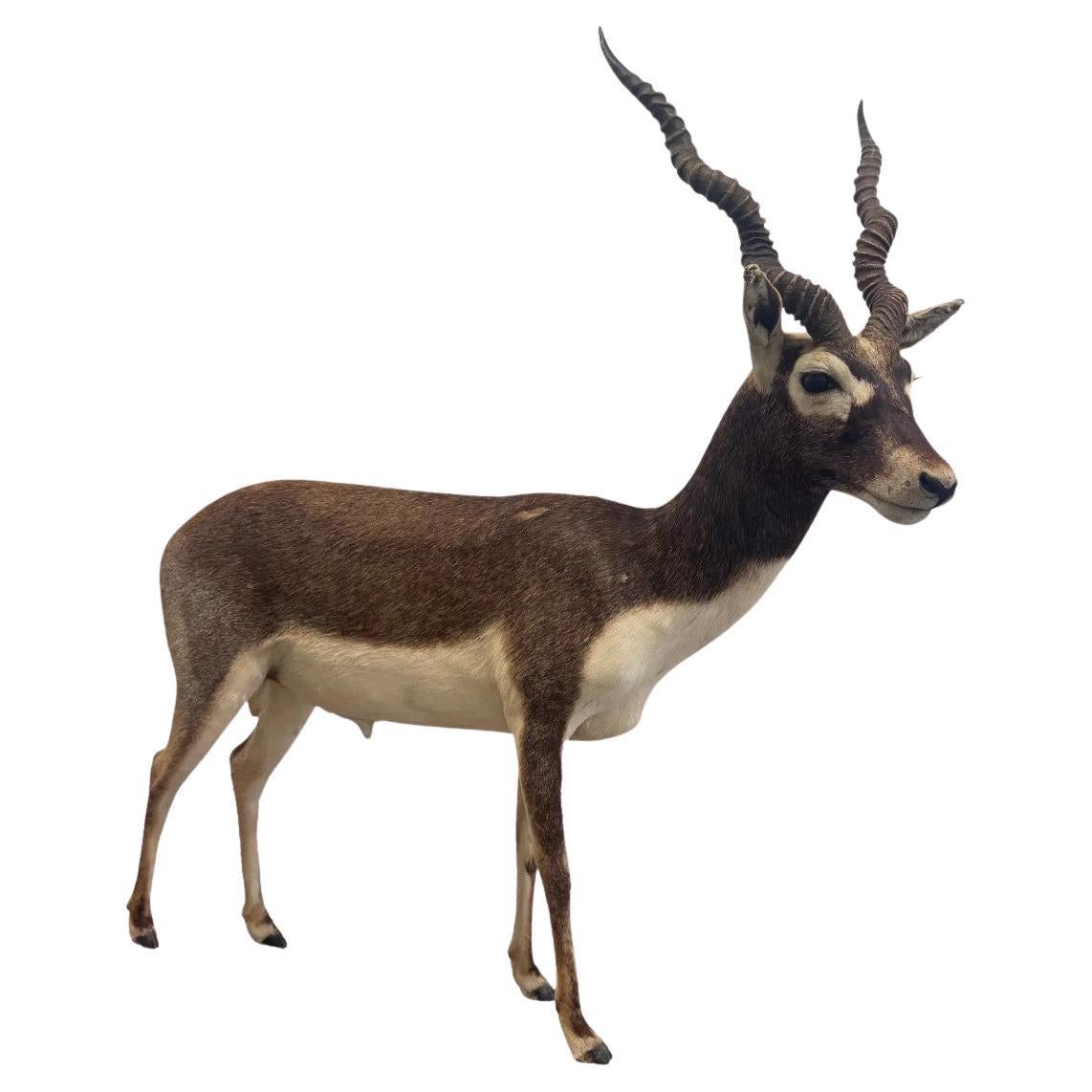 Is it legal to sell taxidermy?