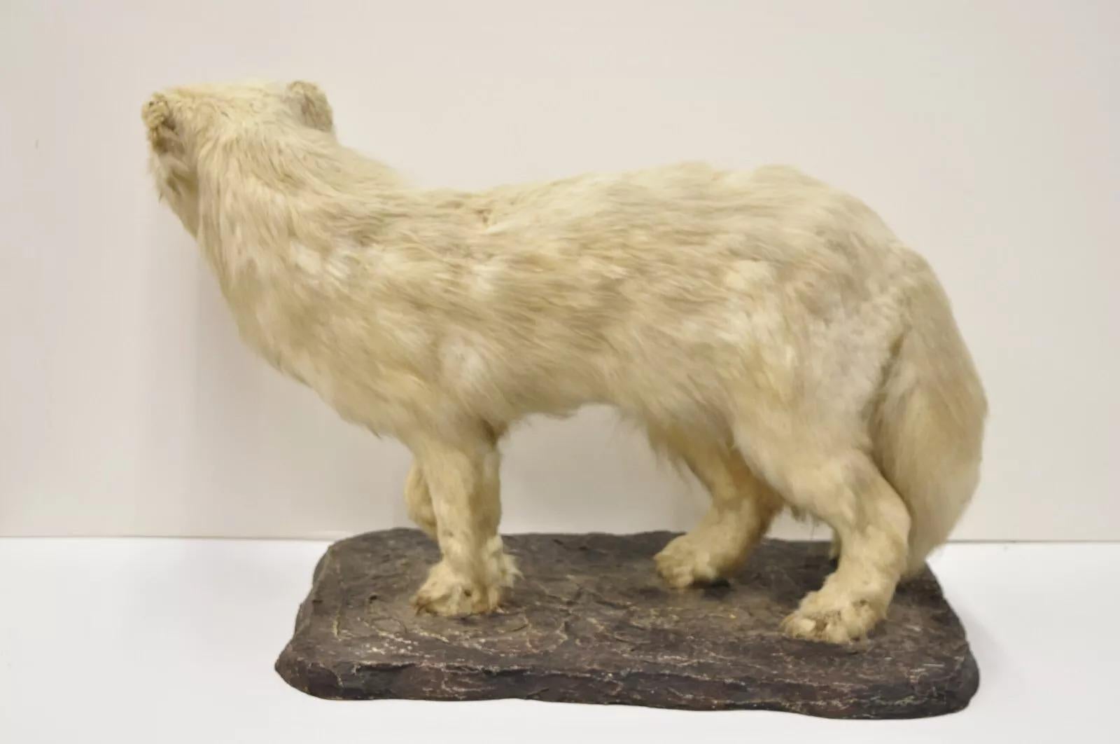 Vintage Full Body Mount Stuffed Glacier Arctic Fox Taxidermy Mancave Decor 3
