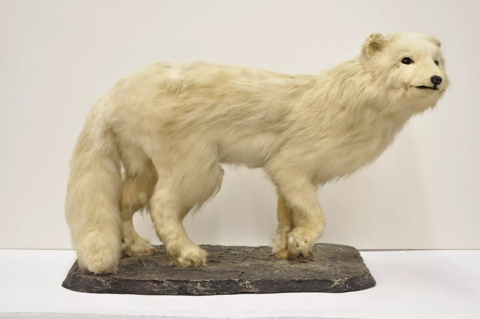 Vintage Full Body Mount Stuffed Glacier Arctic Fox Taxidermy Mancave Decor 5