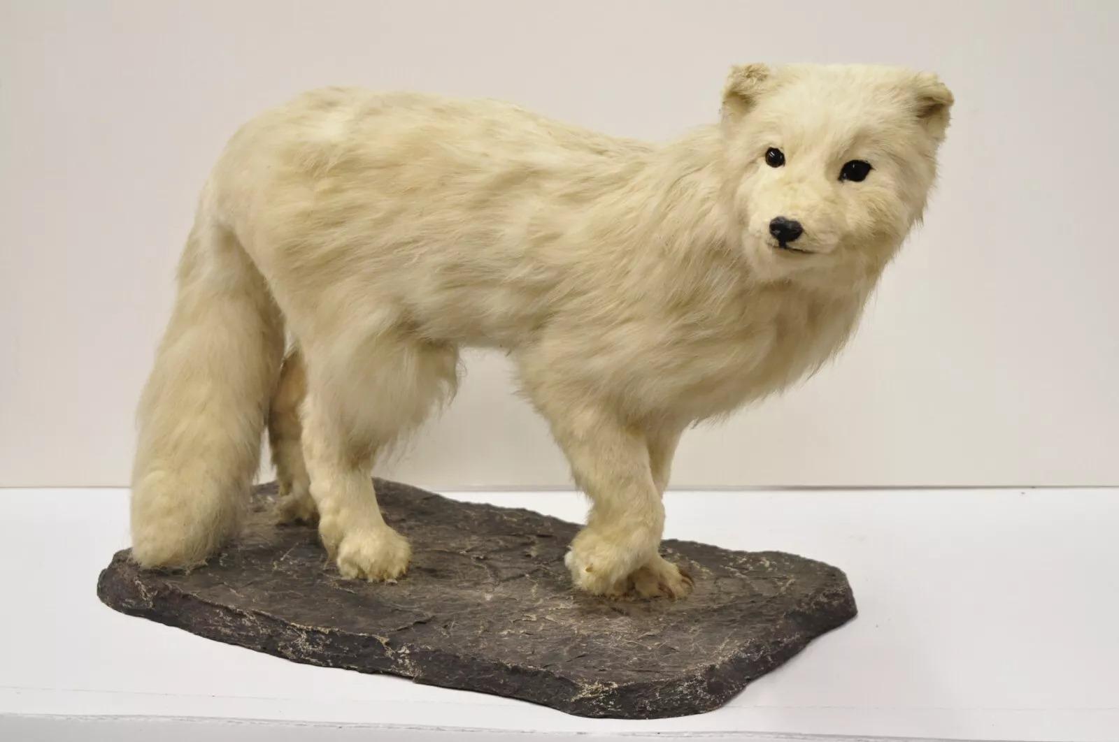 Vintage Full Body Mount Stuffed Arctic Glacier Fox Taxidermy Mancave Decor. Circa Early 20th Century. Measurements (Overall): 15