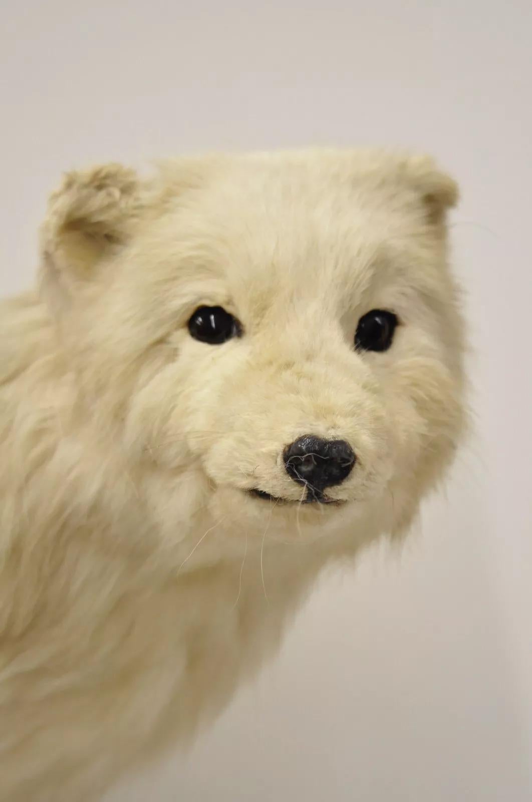 Rustic Vintage Full Body Mount Stuffed Glacier Arctic Fox Taxidermy Mancave Decor