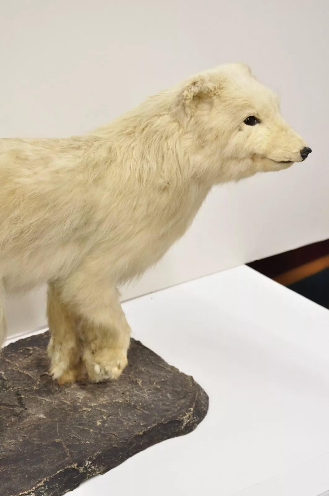 Unknown Vintage Full Body Mount Stuffed Glacier Arctic Fox Taxidermy Mancave Decor