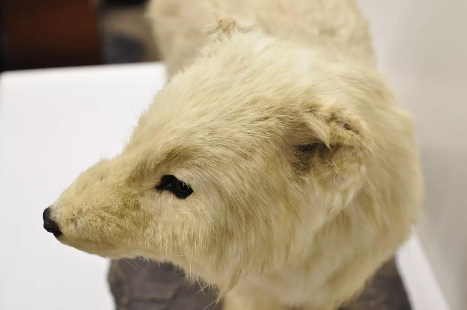 20th Century Vintage Full Body Mount Stuffed Glacier Arctic Fox Taxidermy Mancave Decor