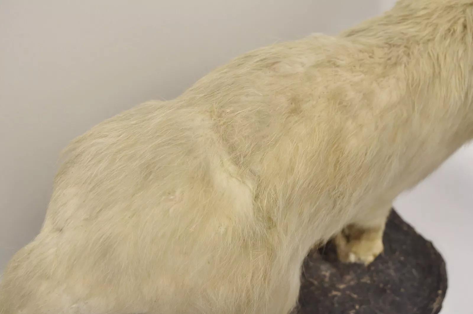 Fur Vintage Full Body Mount Stuffed Glacier Arctic Fox Taxidermy Mancave Decor