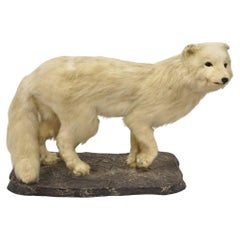 Vintage Full Body Mount Stuffed Glacier Arctic Fox Taxidermy Mancave Decor