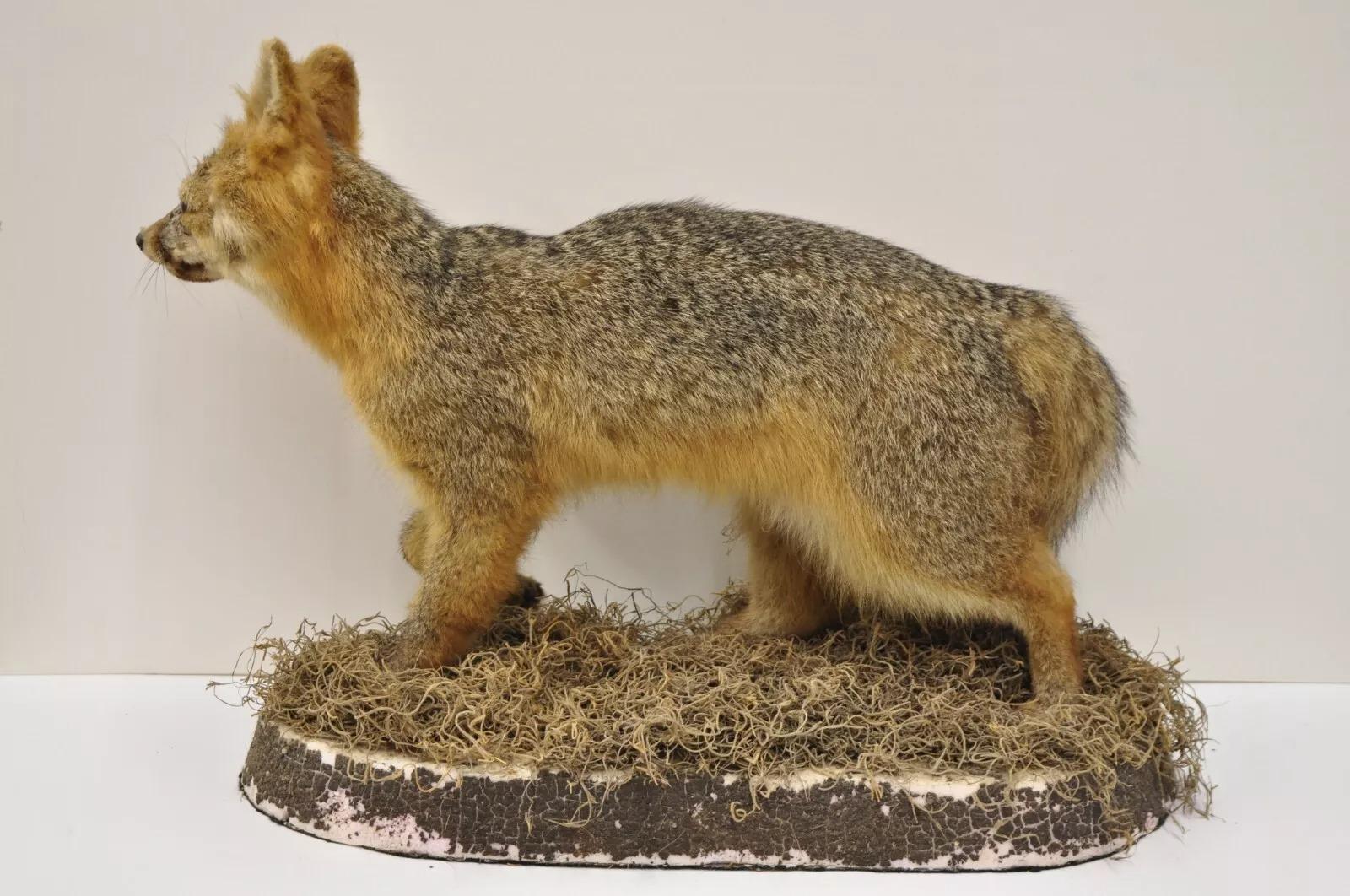 Fur Vintage Full Body Mount Stuffed Gray Fox Taxidermy Mancave Decor