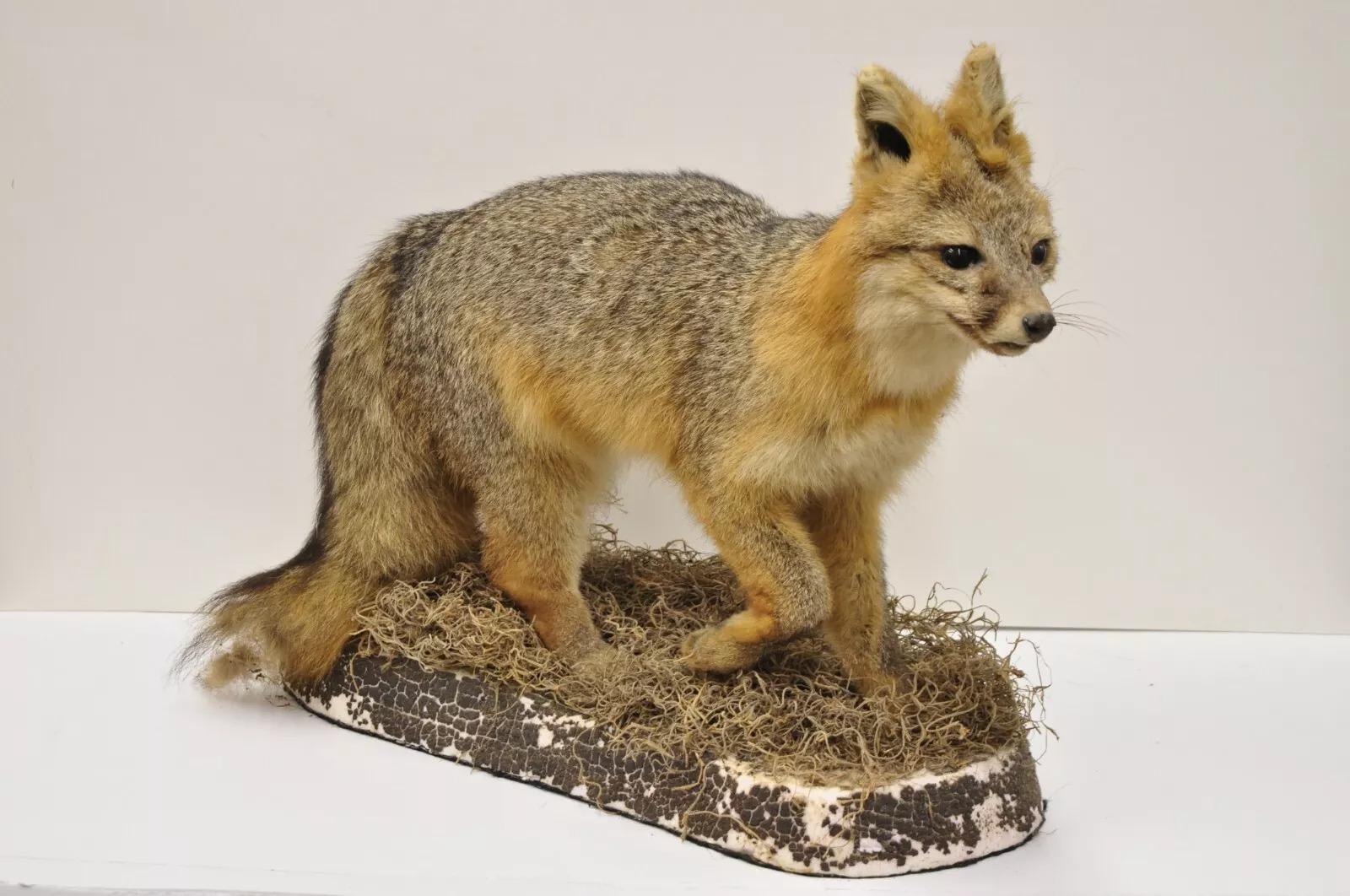 Vintage Full Body Mount Stuffed Gray Fox Taxidermy Mancave Decor 2