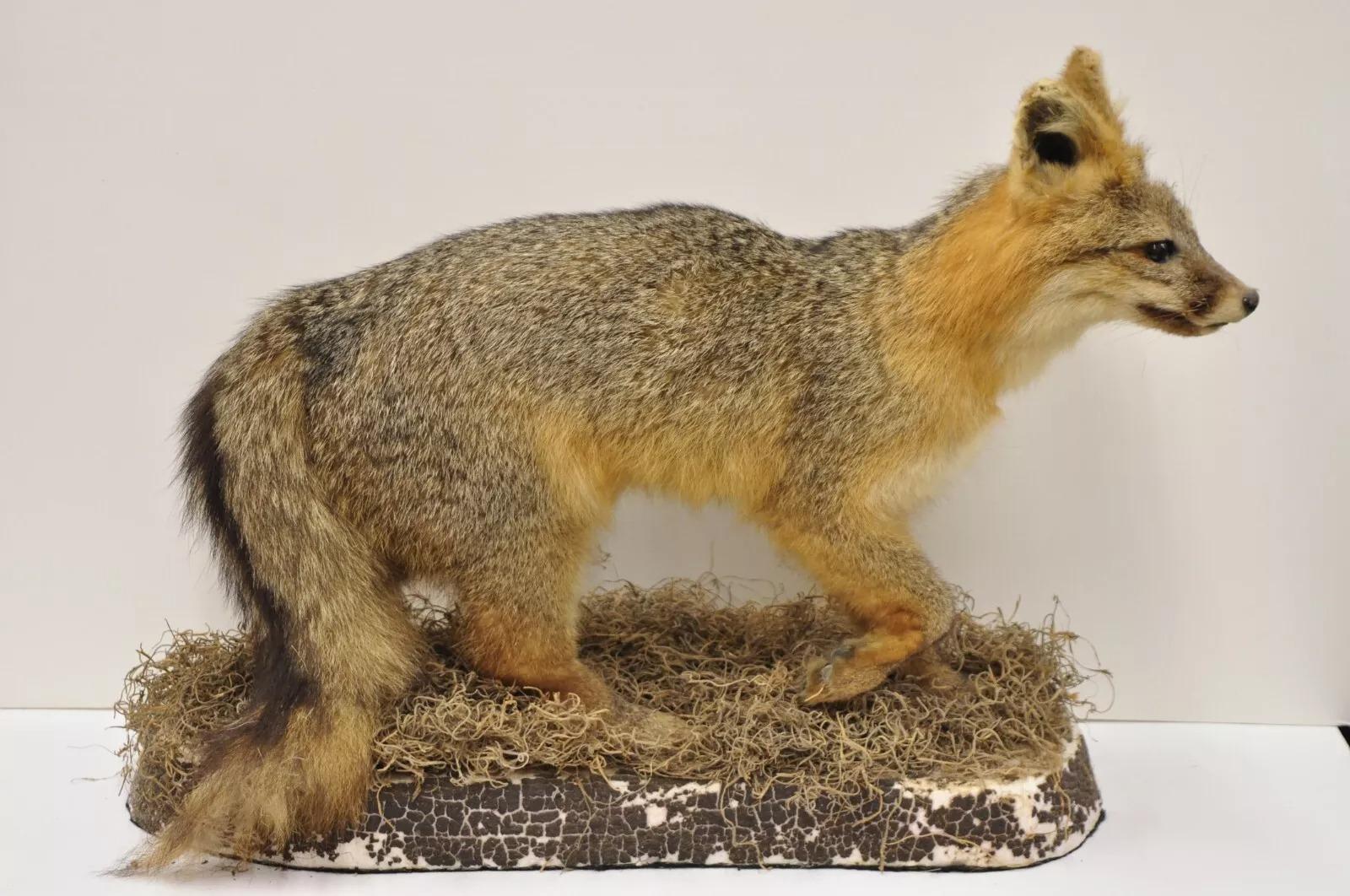 Vintage Full Body Mount Stuffed Gray Fox Taxidermy Mancave Decor. Circa Early 20th Century. Measurements (Overall): 18.5